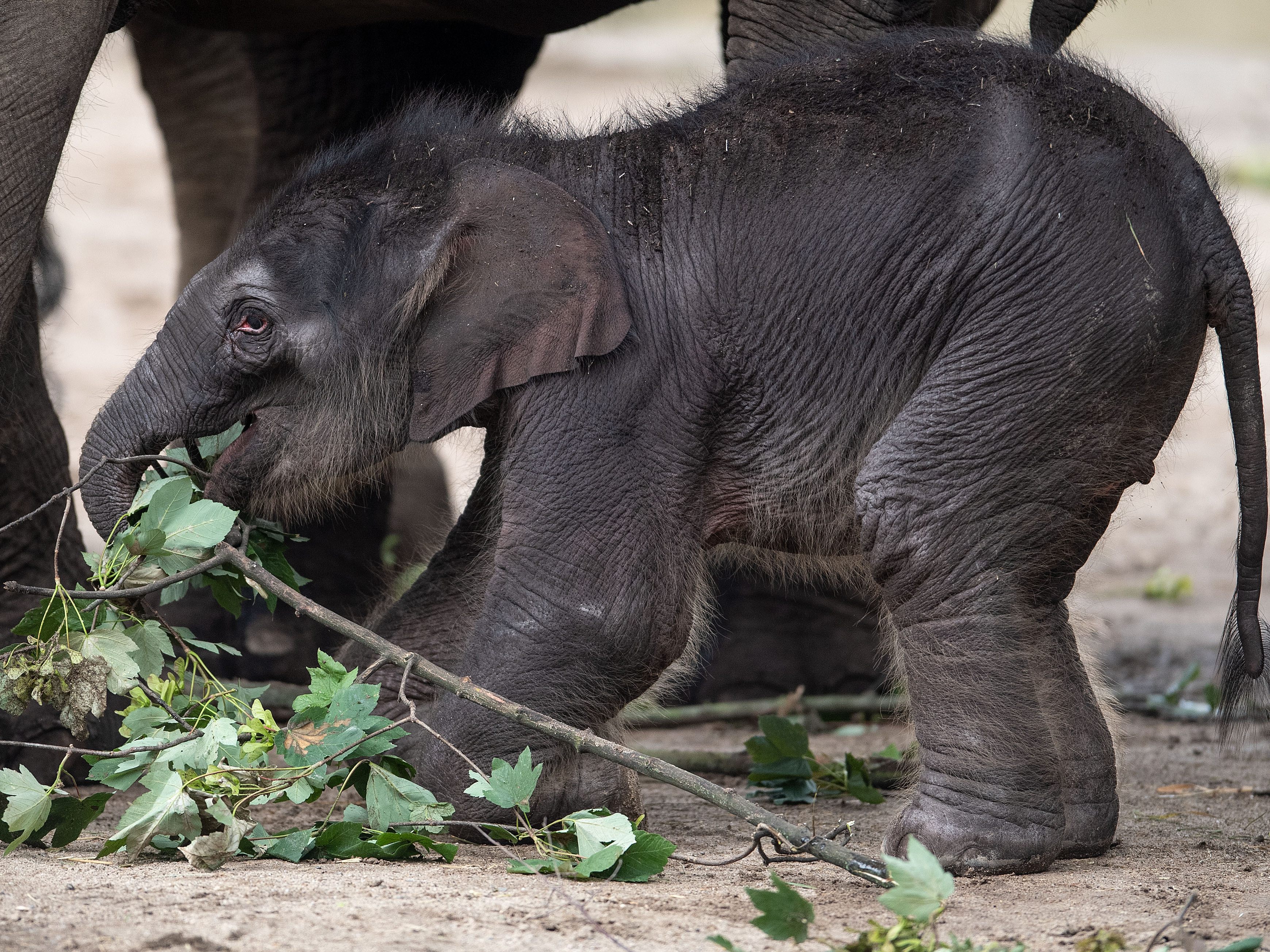 Die Zootiere haben sich über das Klavierkonzert gefreut.