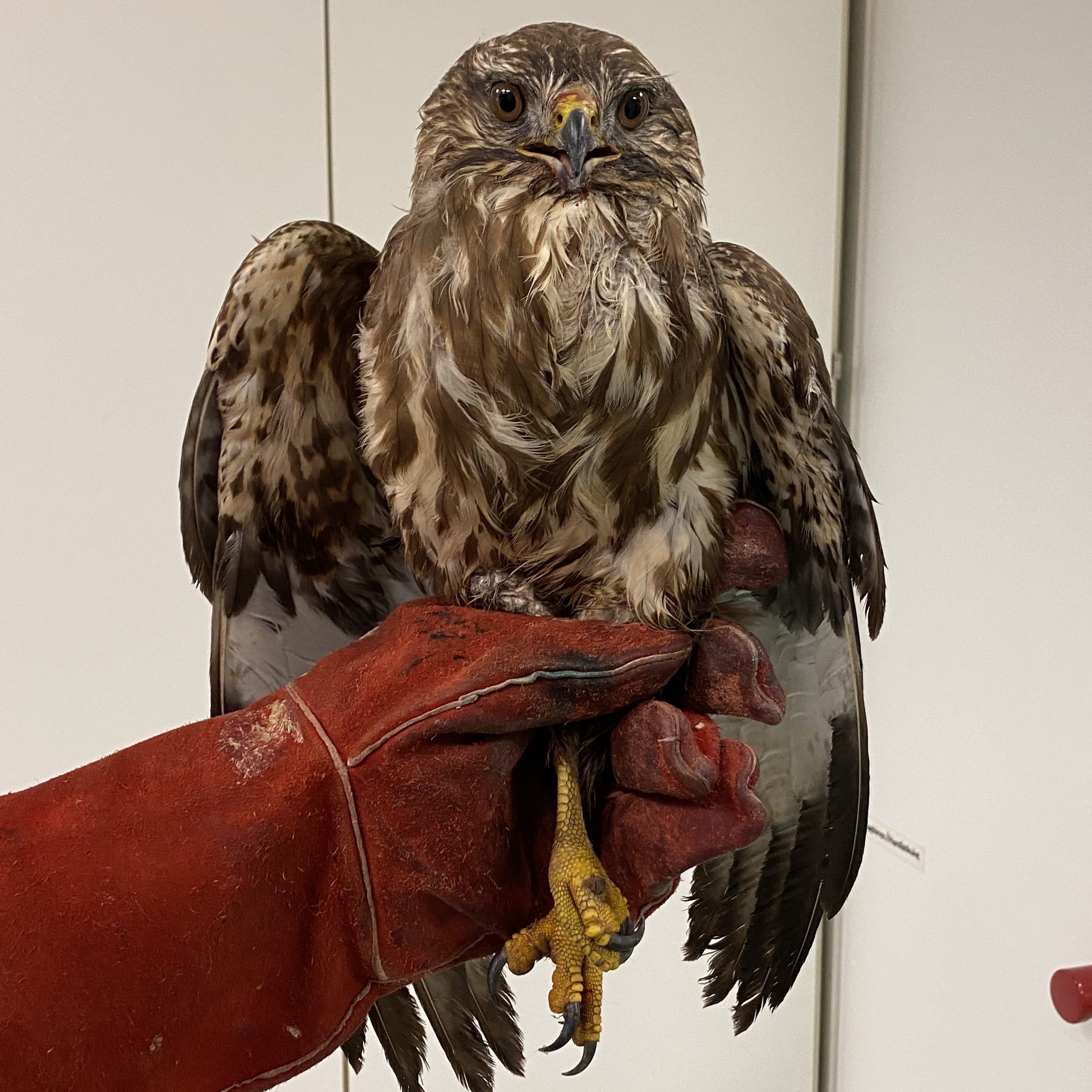 Mäusebussard "Benjamin" wurde von einem Auto gerammt - der Lenker fuhr einfach weiter