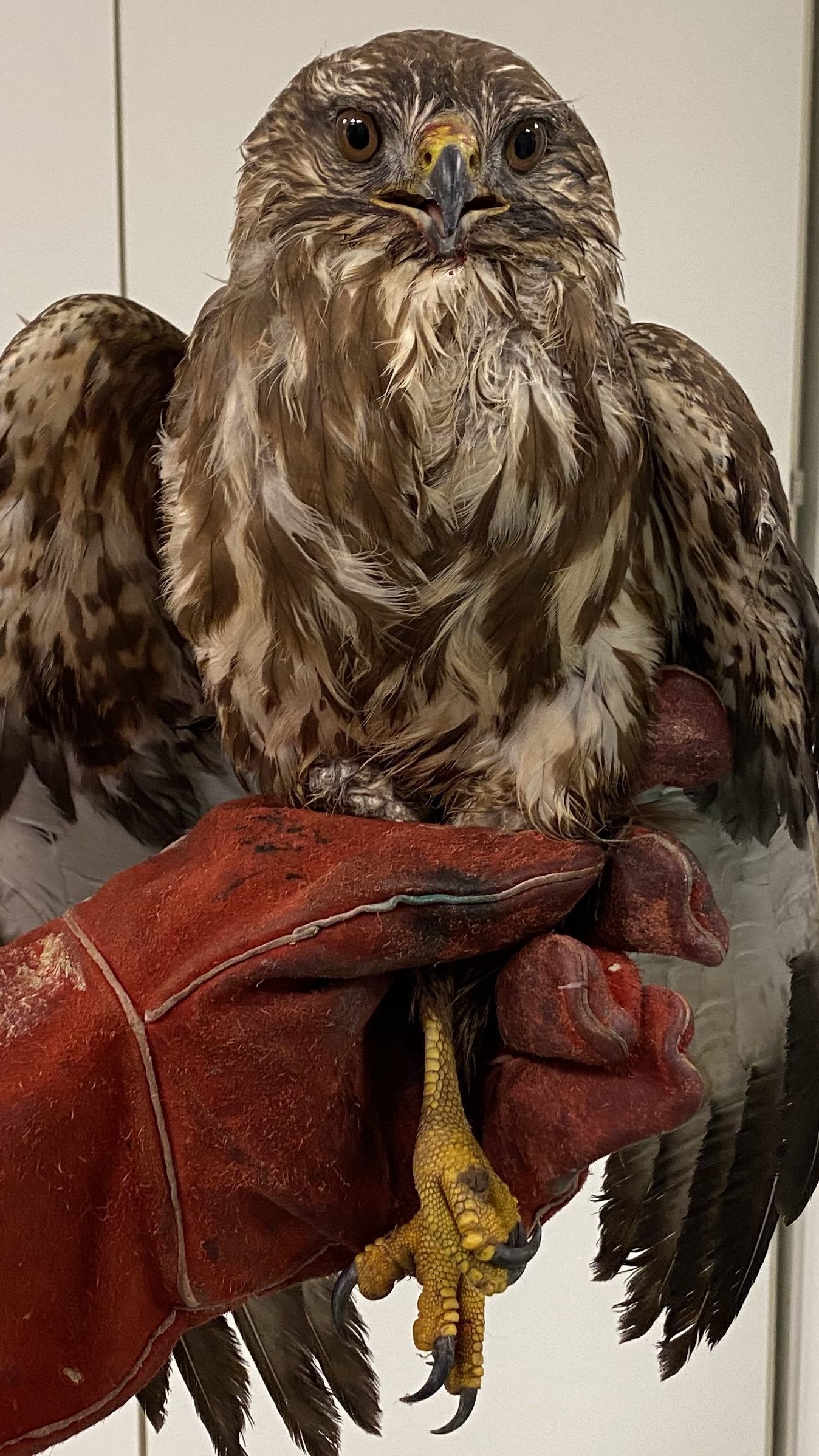 Mäusebussard "Benjamin" wurde von einem Auto gerammt - der Lenker fuhr einfach weiter