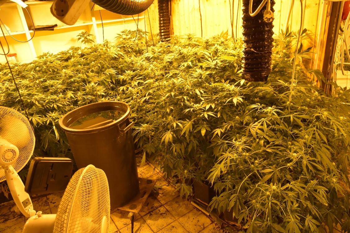 370 Cannabis-Pflanzen wurden sichergestellt. 370 Cannabis-Pflanzen wurden sichergestellt.