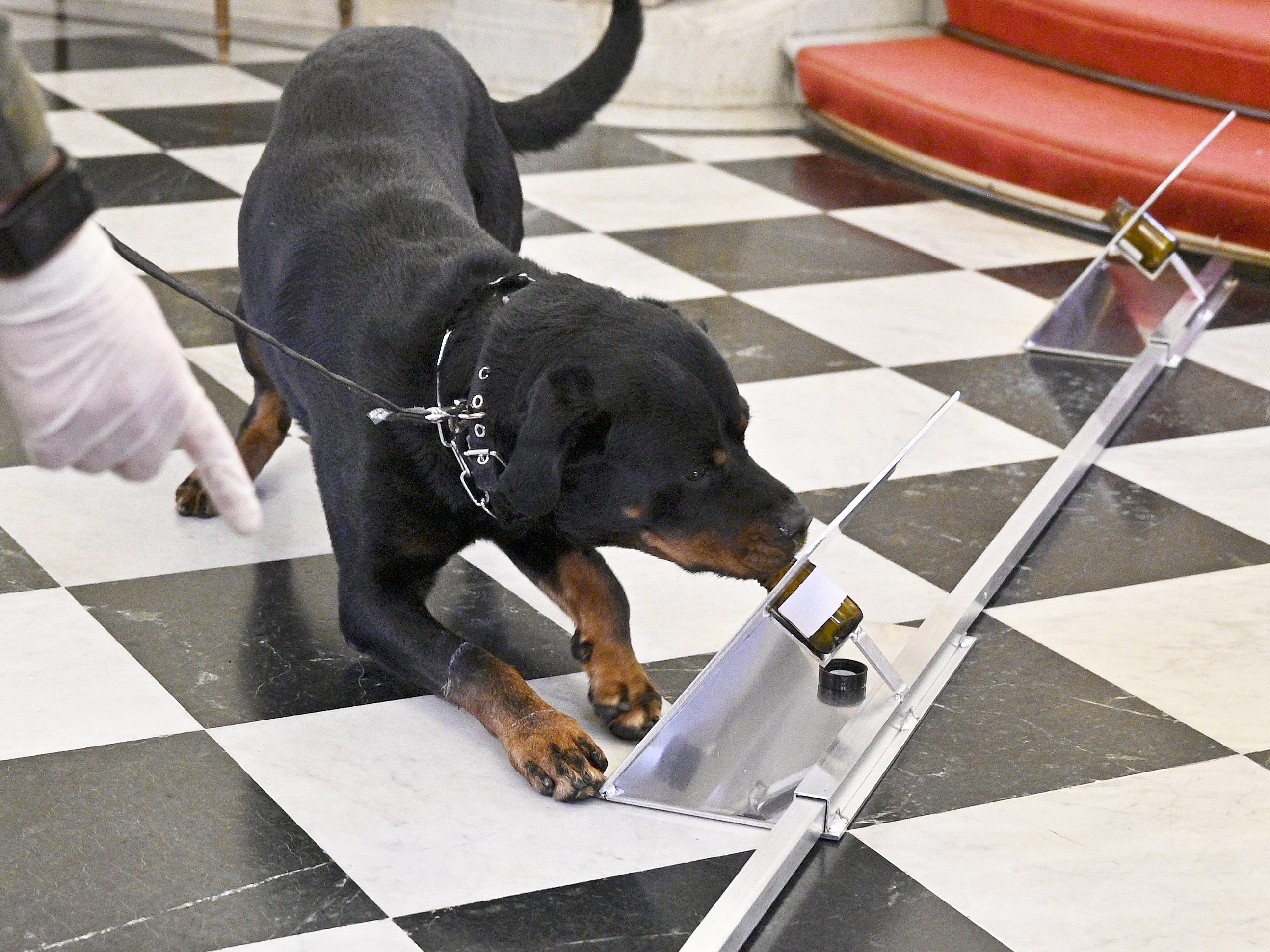 Wer ist ein braves Hundi?