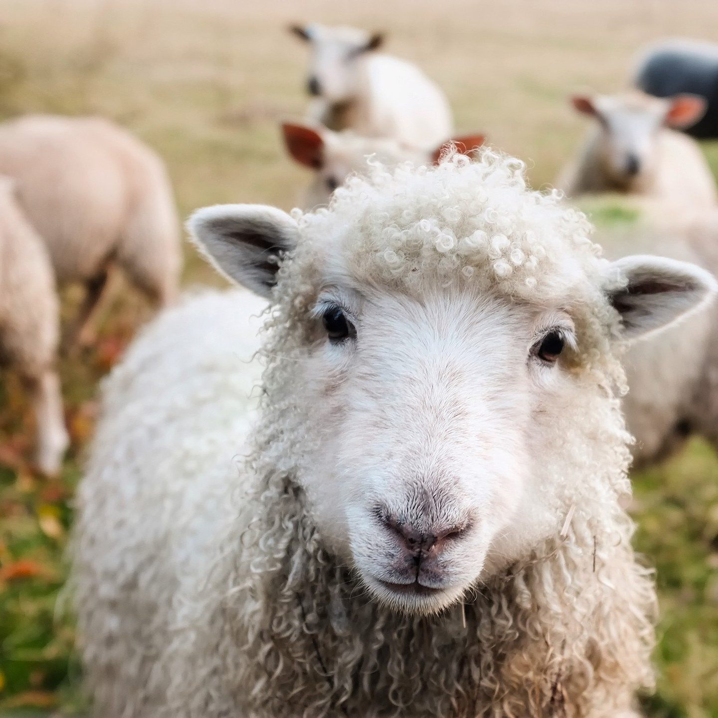 Zwei Schafe wurden im Zoo der Blumengärten Hirschstetten getötet.