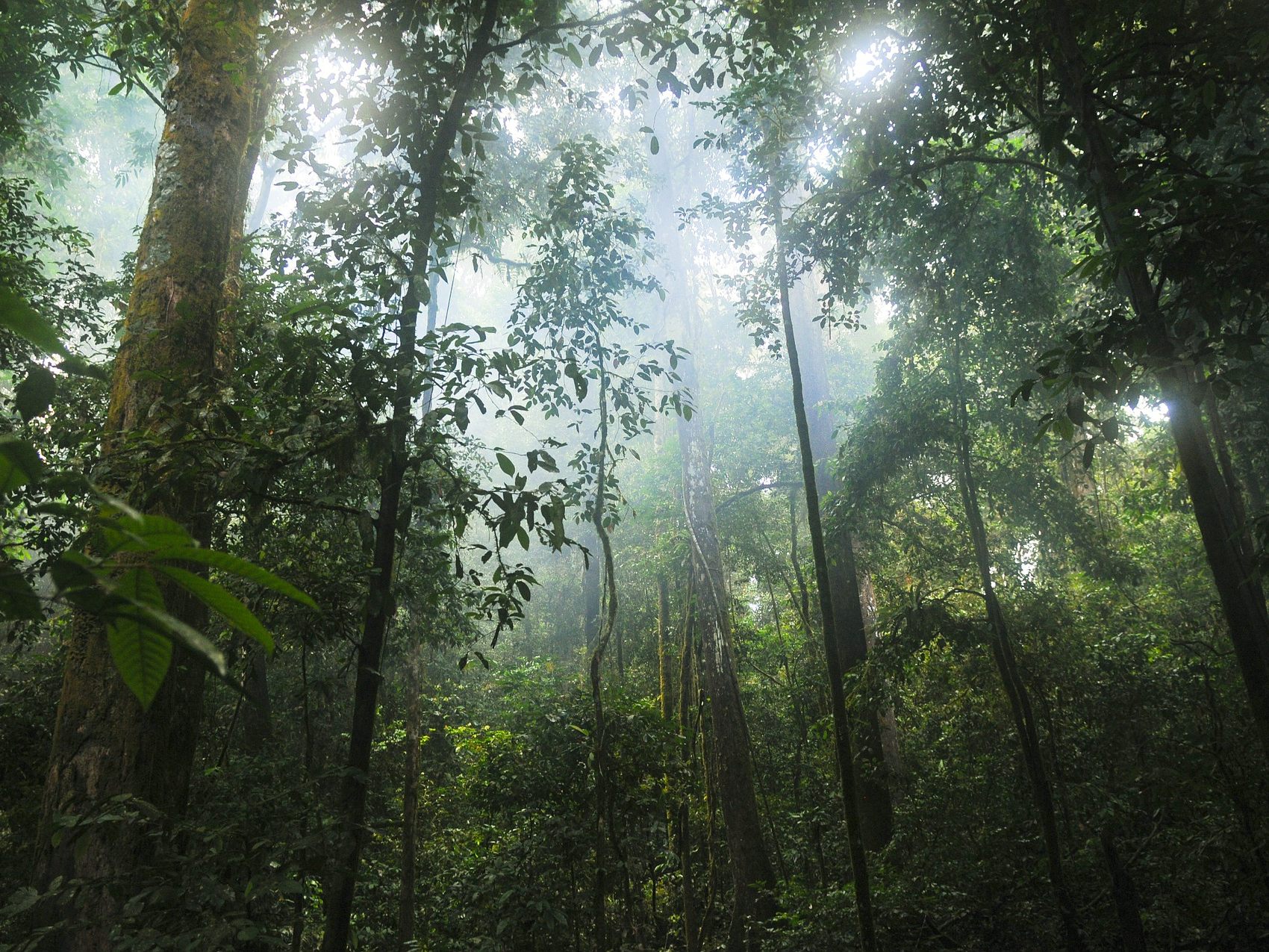 43 Millionen Hektar Regenwald wurden von 2004 bis 2017 abgeholzt 43 Millionen Hektar Regenwald wurden von 2004 bis 2017 abgeholzt
