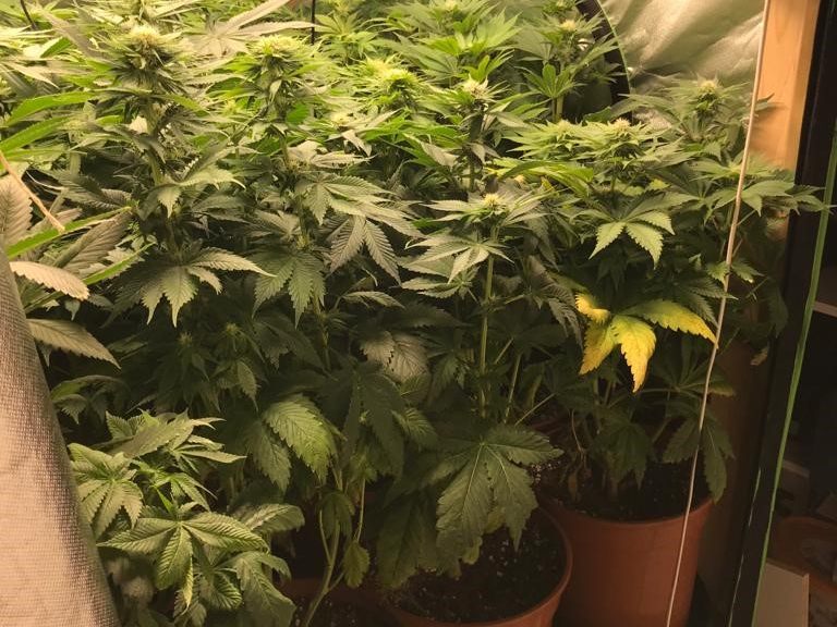 Die kleine Cannabisplantage in Wien-Ottakring. Die kleine Cannabisplantage in Wien-Ottakring.
