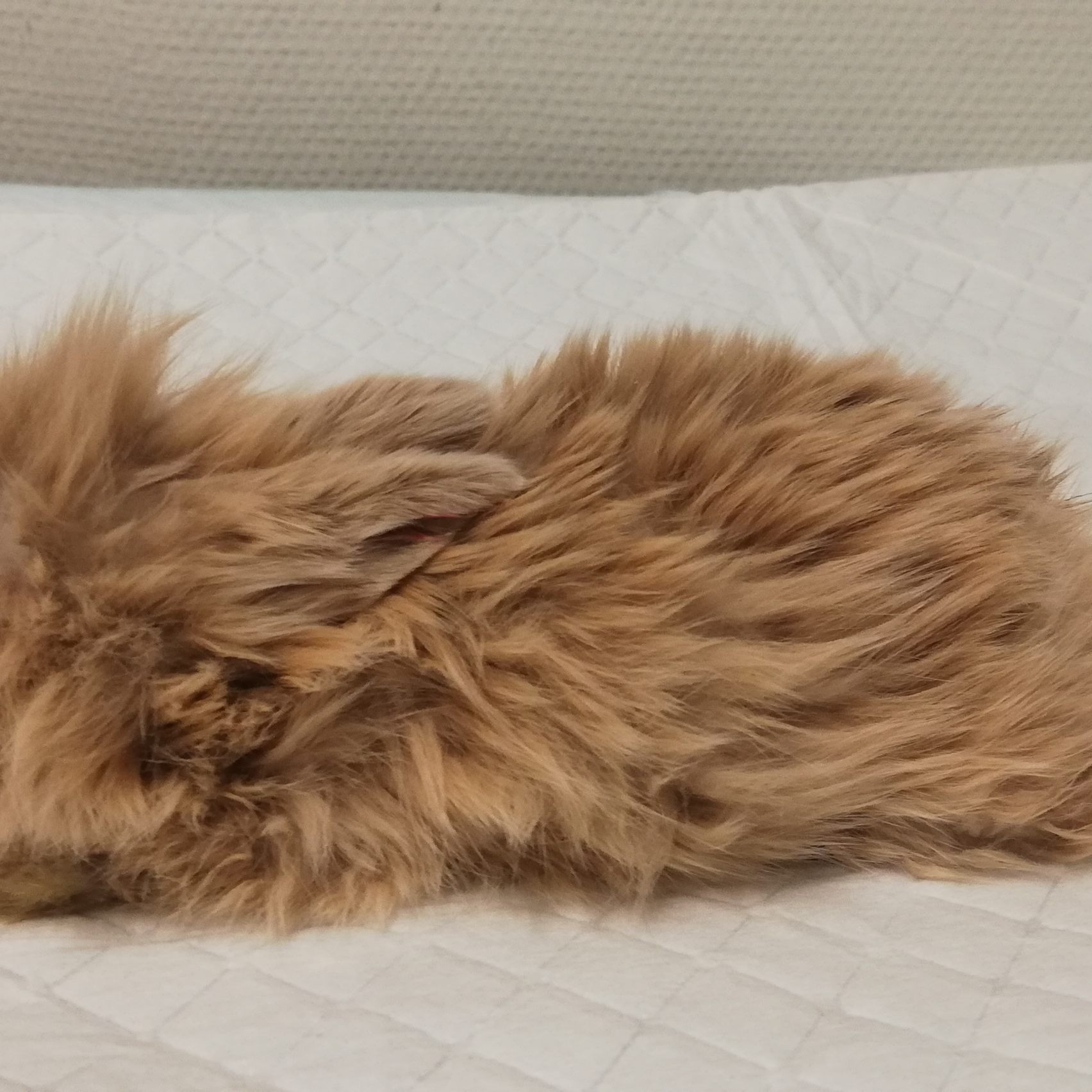 Erfroren: Für dieses Kaninchenbaby, das Unbekannte einfach bei Eiseskälte aussetzten, kam jede Hilfe zu spät