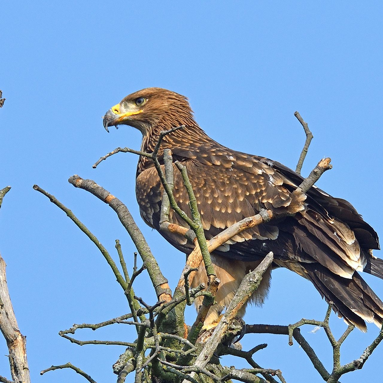 Viele Kaiseradler dürften wegen Nahrungsmangels kurzfristig auf Nachbarländer ausgewichen sein, berichtete BirdLife Österreich