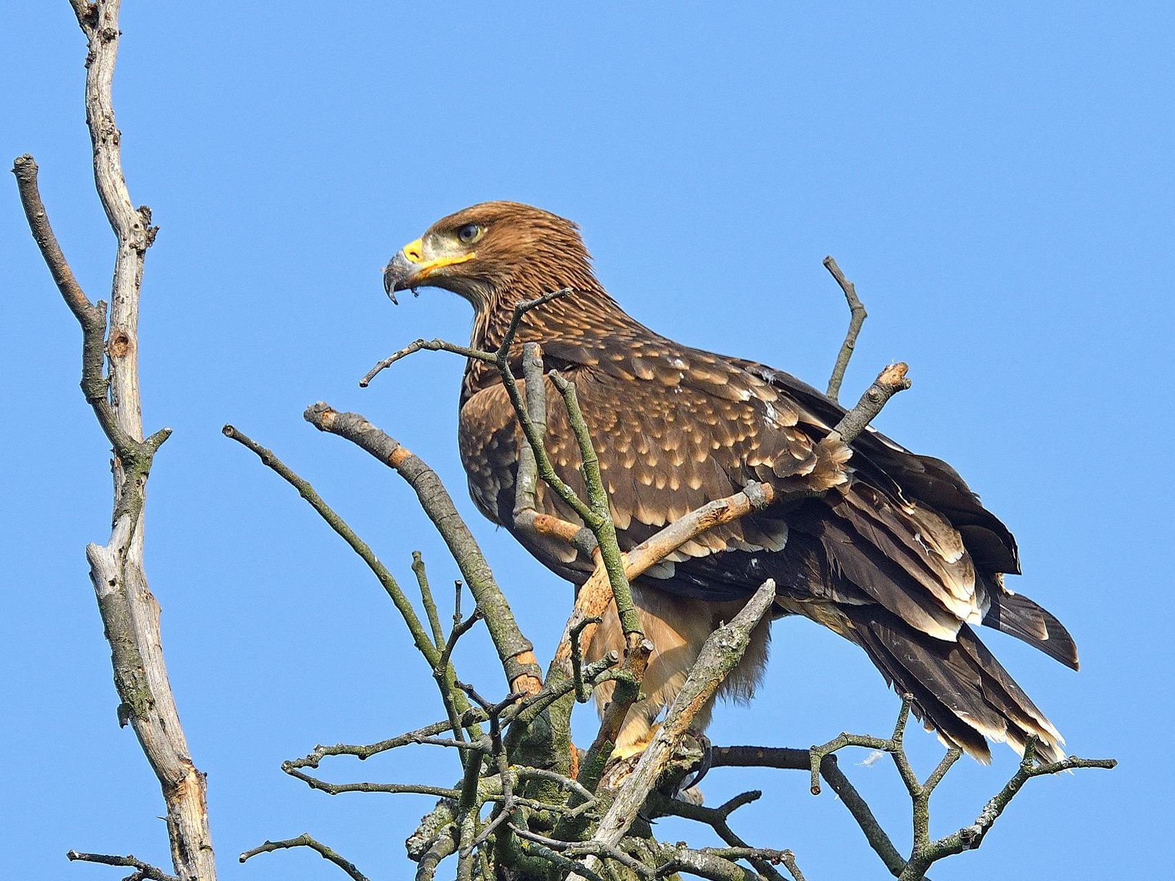 Viele Kaiseradler dürften wegen Nahrungsmangels kurzfristig auf Nachbarländer ausgewichen sein, berichtete BirdLife Österreich