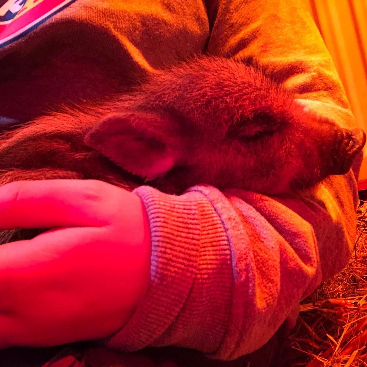 Babykeiler "Albert" wurde von Finderin ins Tierschutzhaus Vösendorf gebracht.