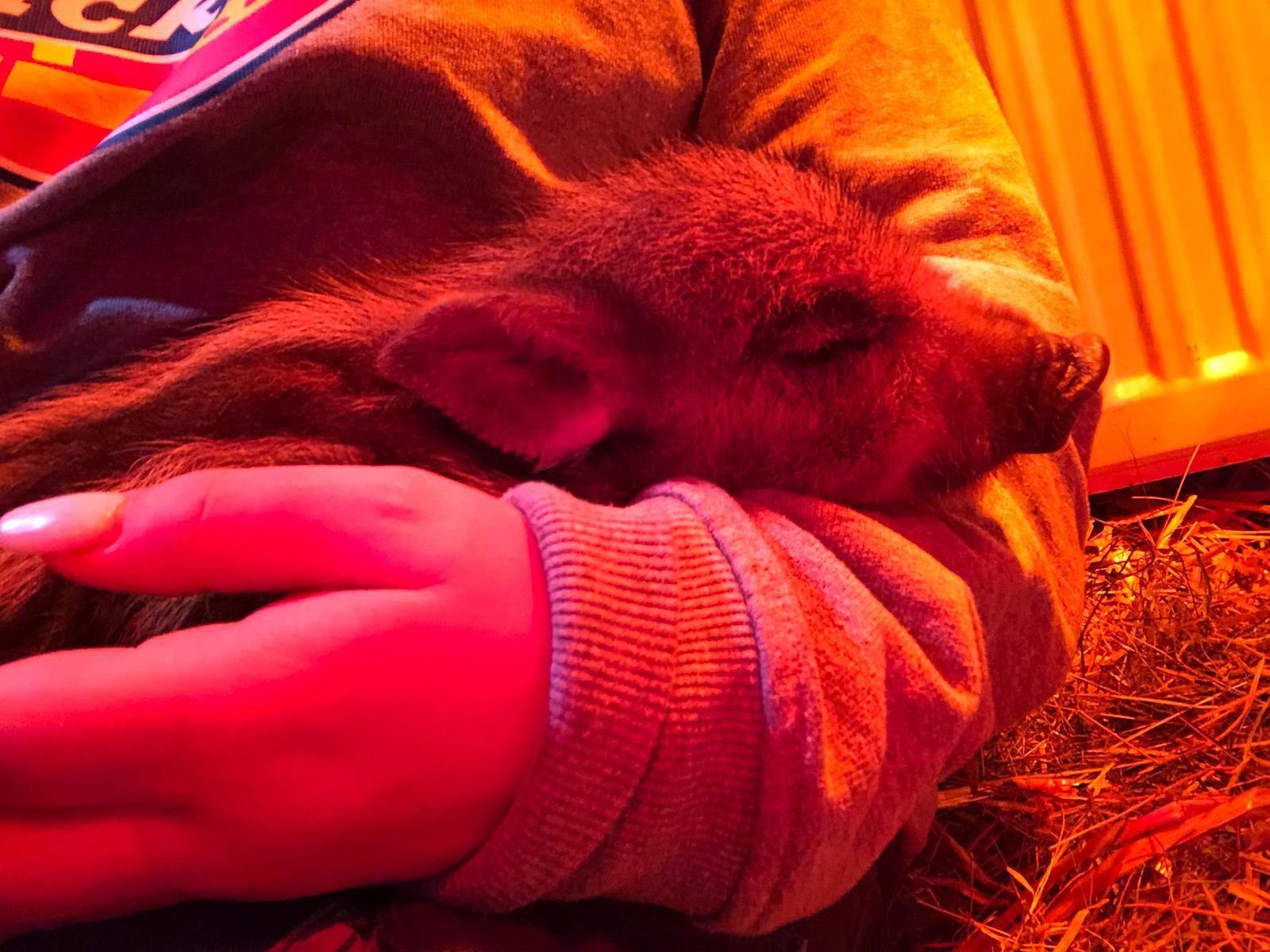 Babykeiler "Albert" wurde von Finderin ins Tierschutzhaus Vösendorf gebracht. Babykeiler "Albert" wurde von Finderin ins Tierschutzhaus Vösendorf gebracht.