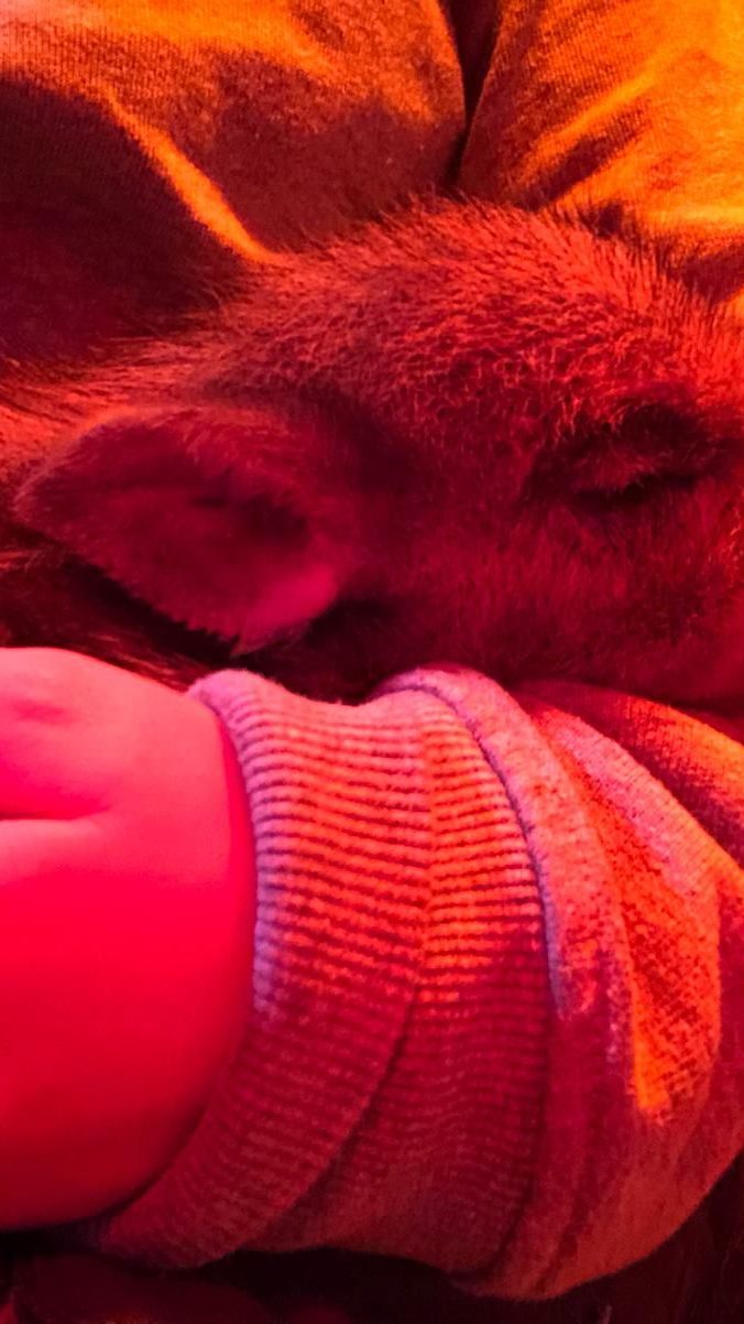 Babykeiler "Albert" wurde von Finderin ins Tierschutzhaus Vösendorf gebracht.