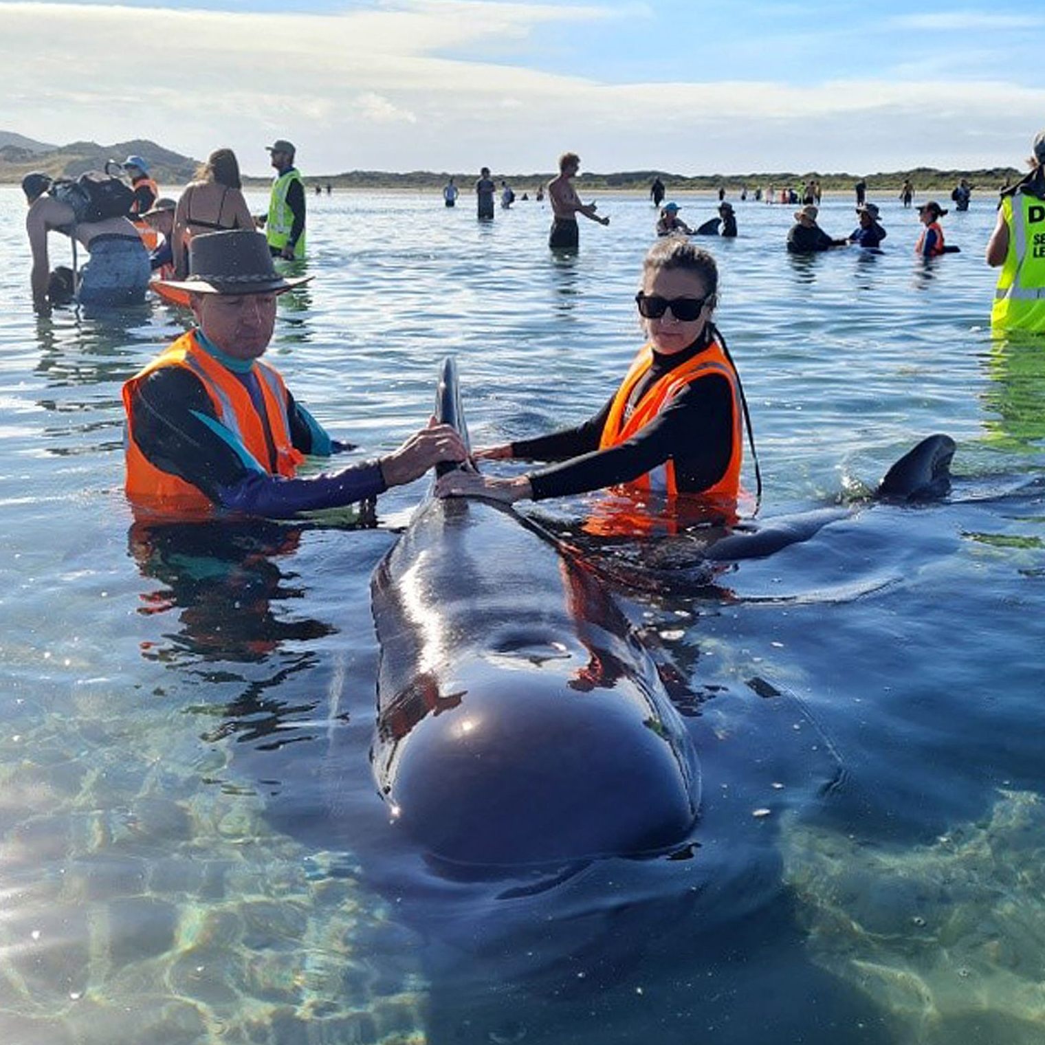 Freiwillige treiben Meeressäuger mit Menschenkette in tiefere Gewässer.