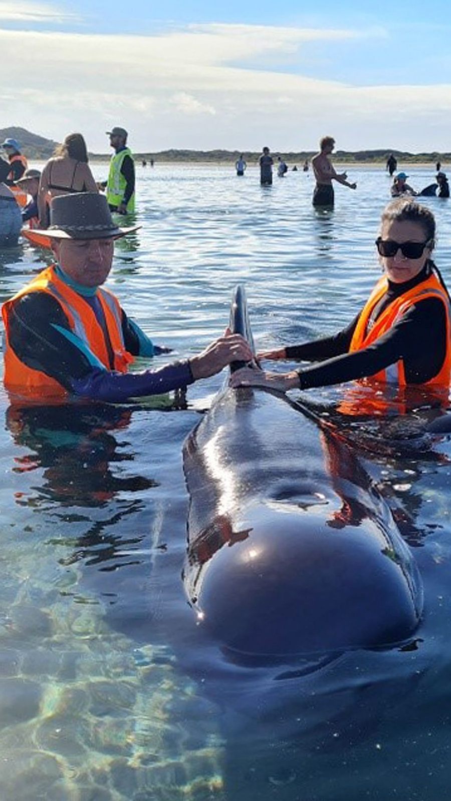 Freiwillige treiben Meeressäuger mit Menschenkette in tiefere Gewässer.