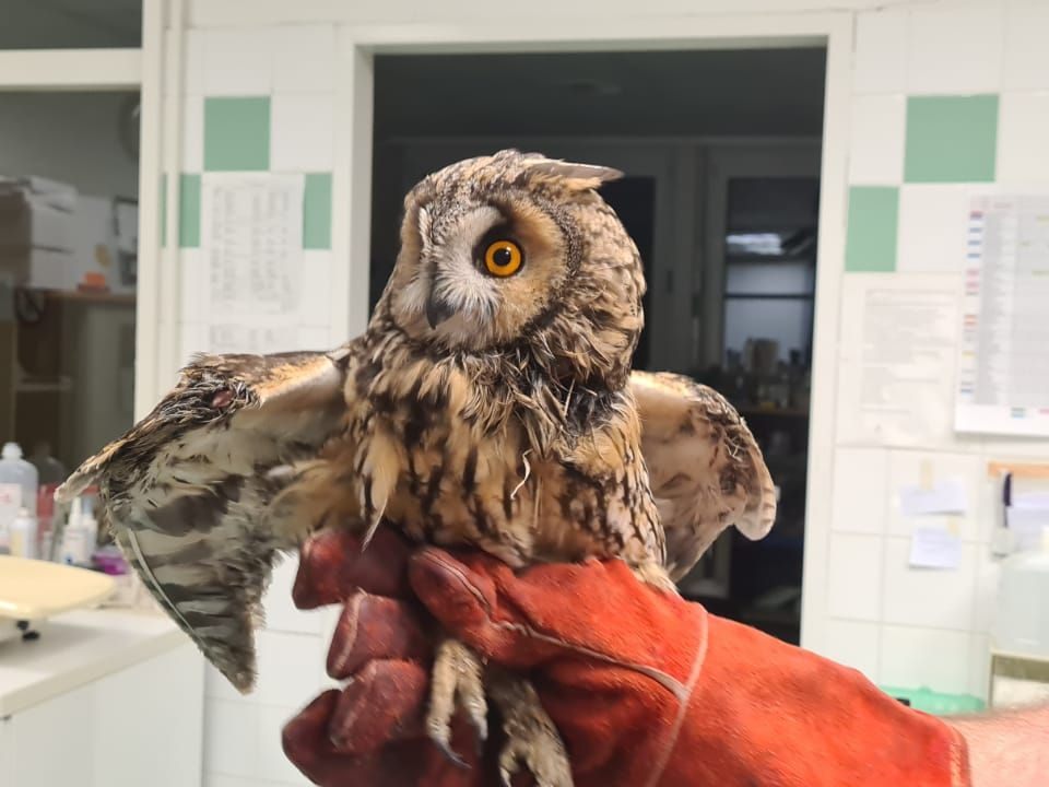 Diese Waldohreule hatte eine Kollision erlitten