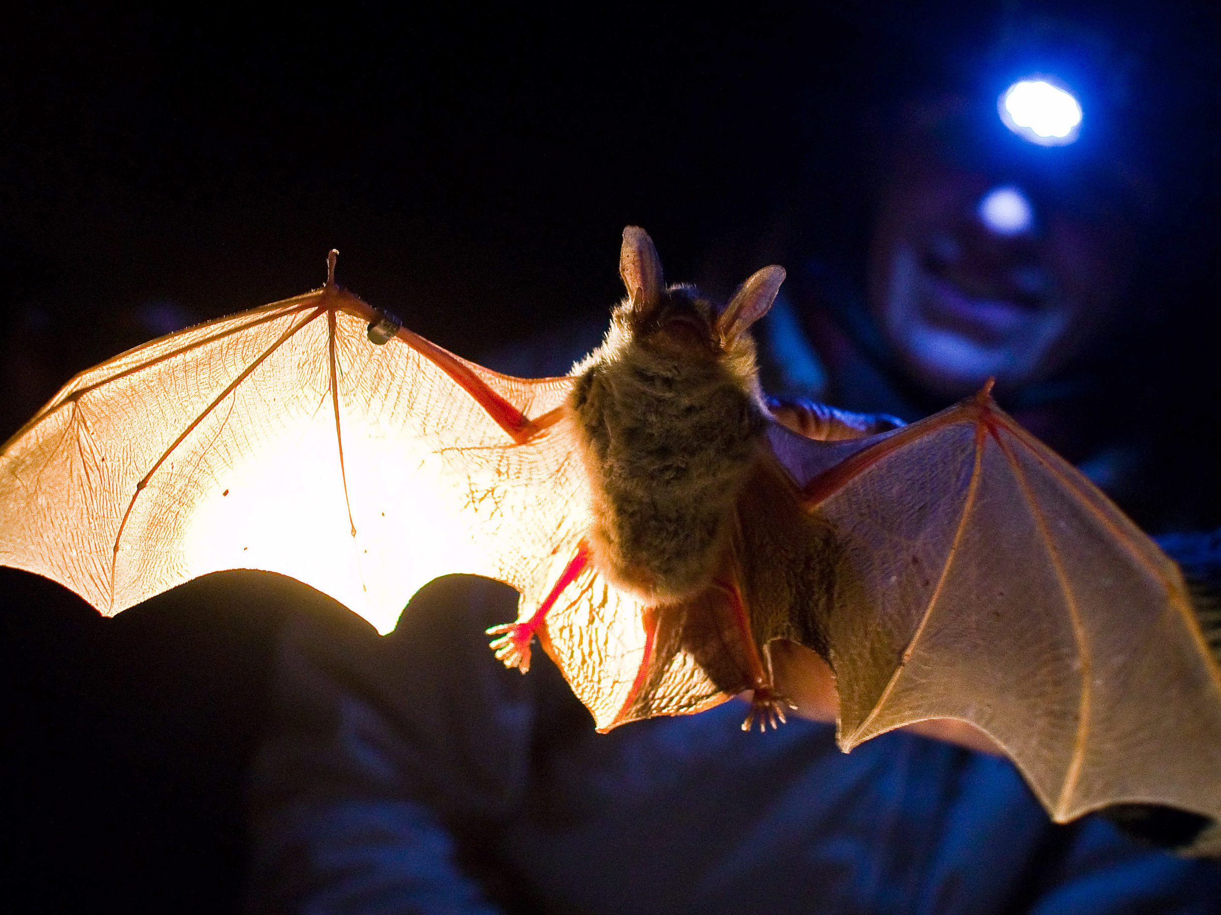 Fledermaus-Opa Statler wird liebevoll umsorgt.