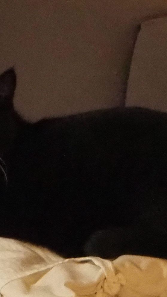 Mogli