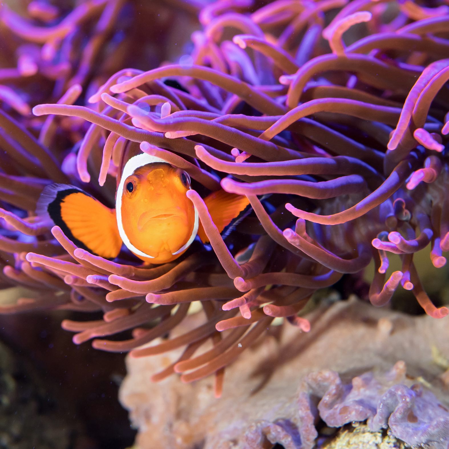 Die Bewohner im Haus des Meeres warten auf Besucher - für die es nun ein neues Voranmeldesystem gibt