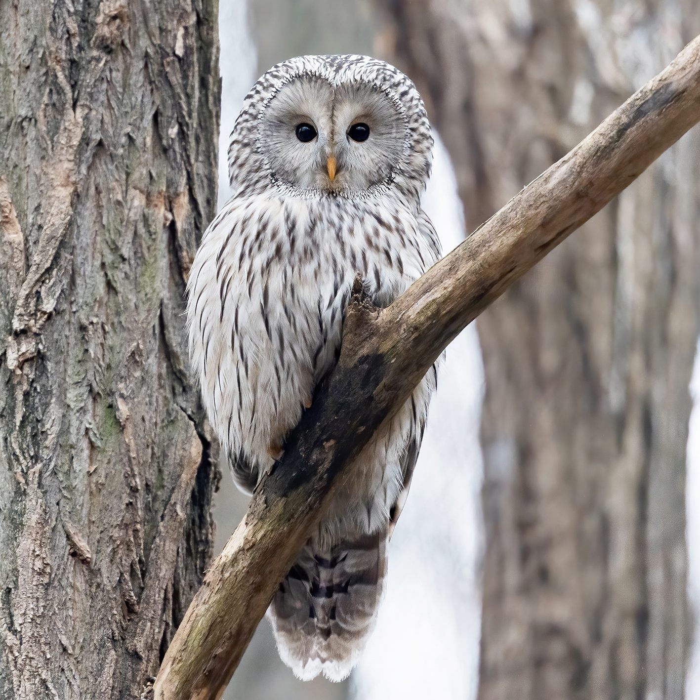 Haben die neue Voliere schon bezogen: Die Habichtskäuze in Schönbrunn