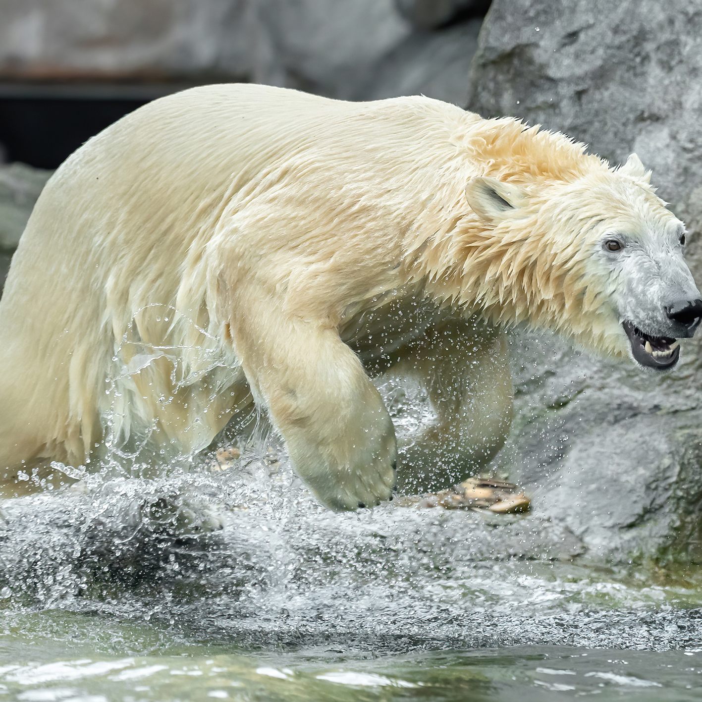 Eisbärin Finja lebt im Tiergarten Schönbrunn und wird zur Botschafterin für ihre gefährdeten Artgenossen