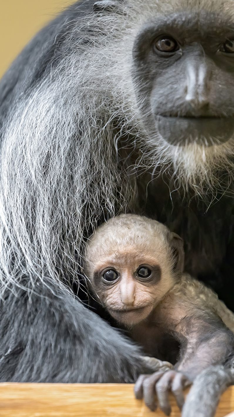 Die kleine Nafana mit ihrer leider verstorbenen Mutter Kwaku