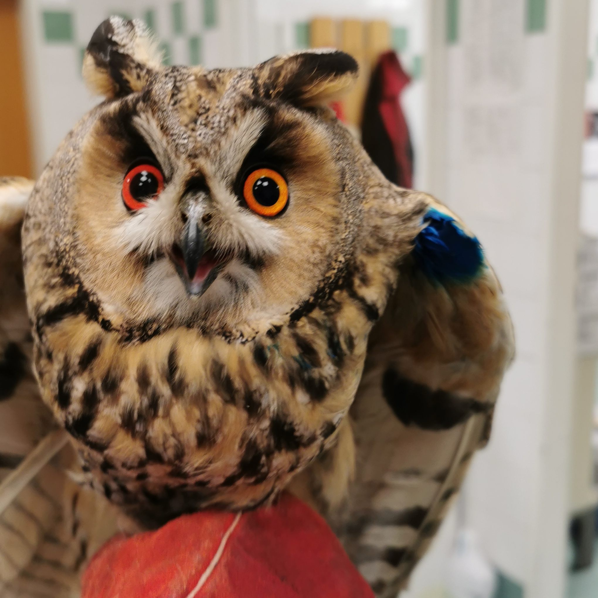 Diese Waldohreule wurde wurde von TSA versorgt, nachdem sie eine Bruchlandung erlitten hatte