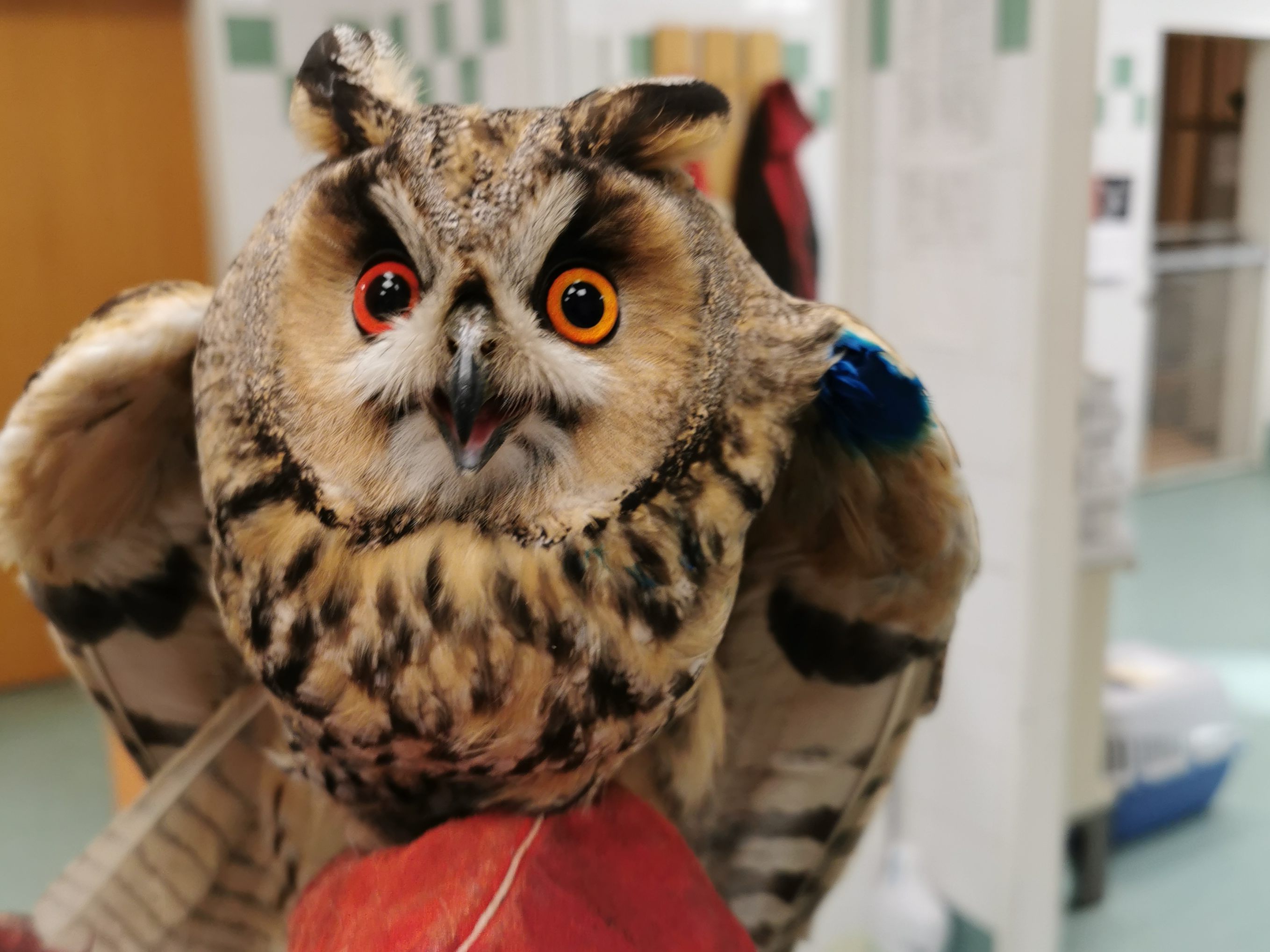 Diese Waldohreule wurde wurde von TSA versorgt, nachdem sie eine Bruchlandung erlitten hatte Diese Waldohreule wurde wurde von TSA versorgt, nachdem sie eine Bruchlandung erlitten hatte