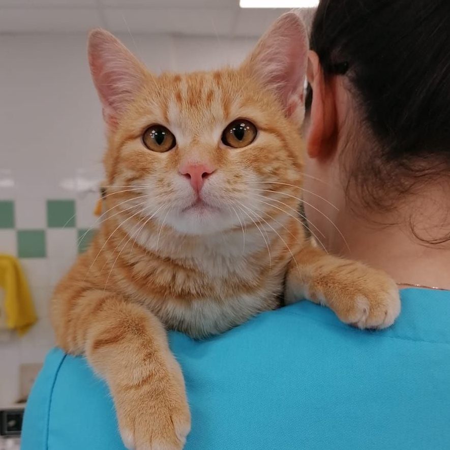 Offenbar Möbel-Fan: Mit diesem Kater machte schon die zweite Katze dasselbe Möbelhaus unsicher