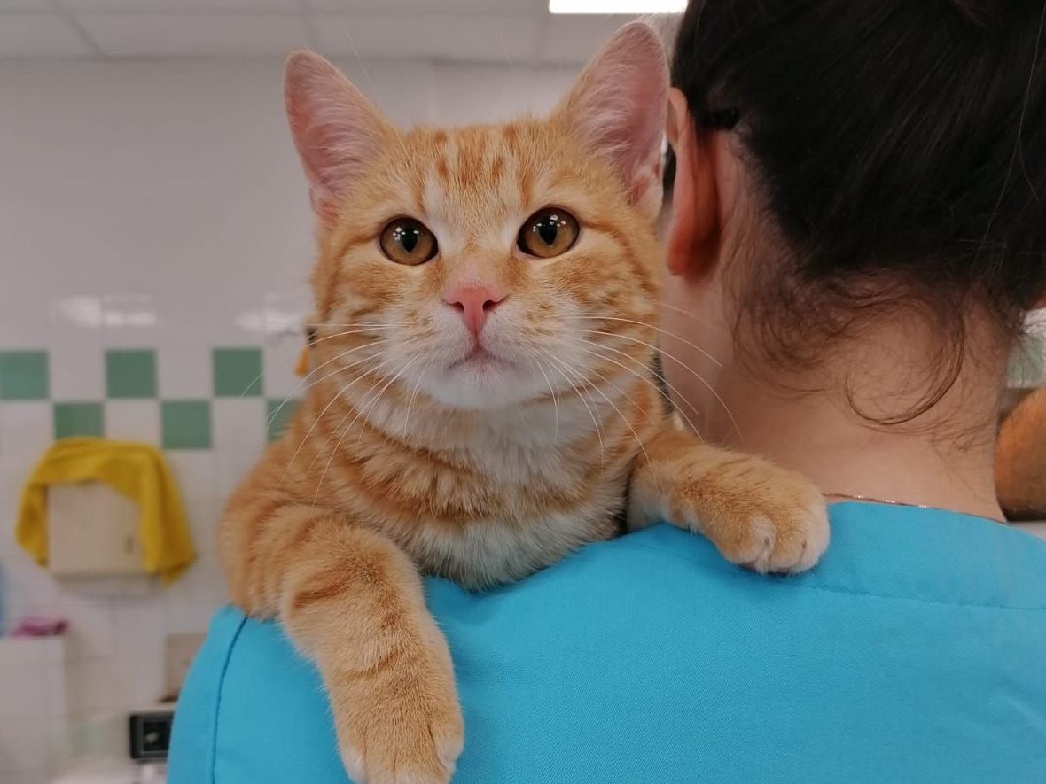 Offenbar Möbel-Fan: Mit diesem Kater machte schon die zweite Katze dasselbe Möbelhaus unsicher Offenbar Möbel-Fan: Mit diesem Kater machte schon die zweite Katze dasselbe Möbelhaus unsicher