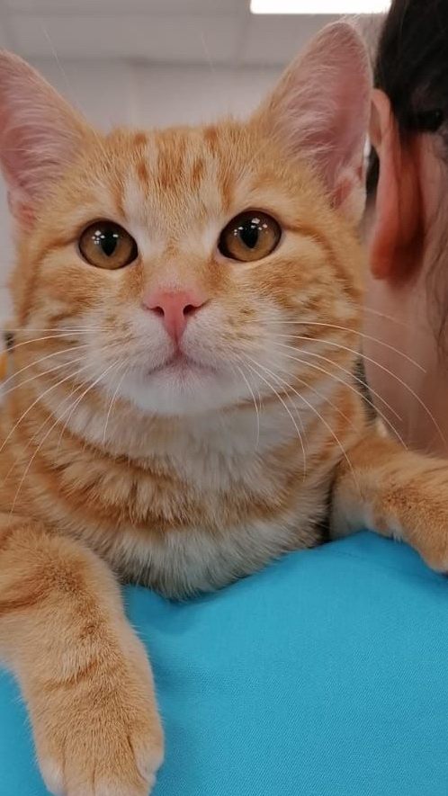 Offenbar Möbel-Fan: Mit diesem Kater machte schon die zweite Katze dasselbe Möbelhaus unsicher