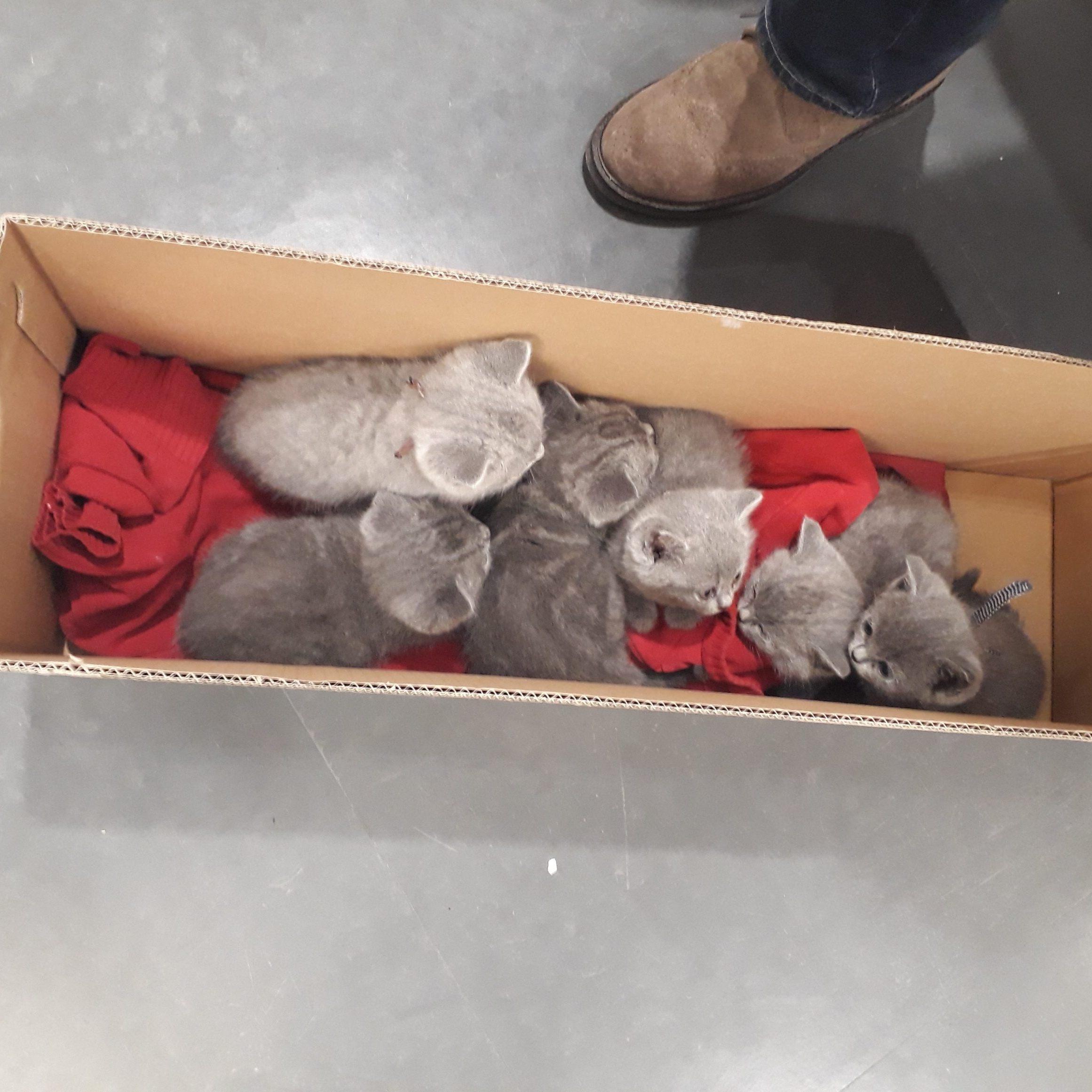 Sechs Kätzchen wurden geschmuggelt.