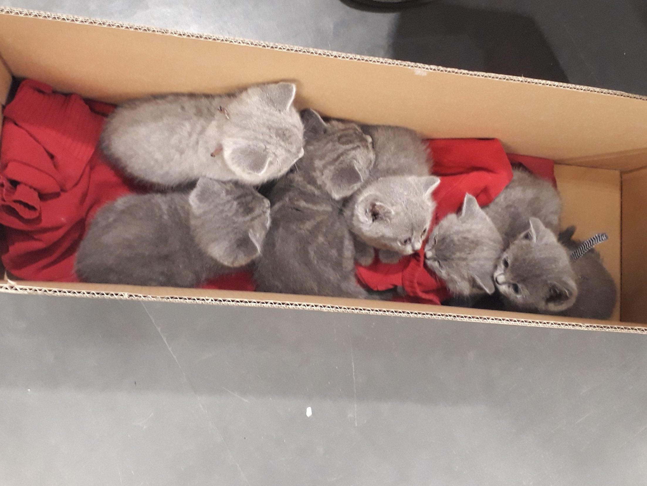 Sechs Kätzchen wurden geschmuggelt. Sechs Kätzchen wurden geschmuggelt.