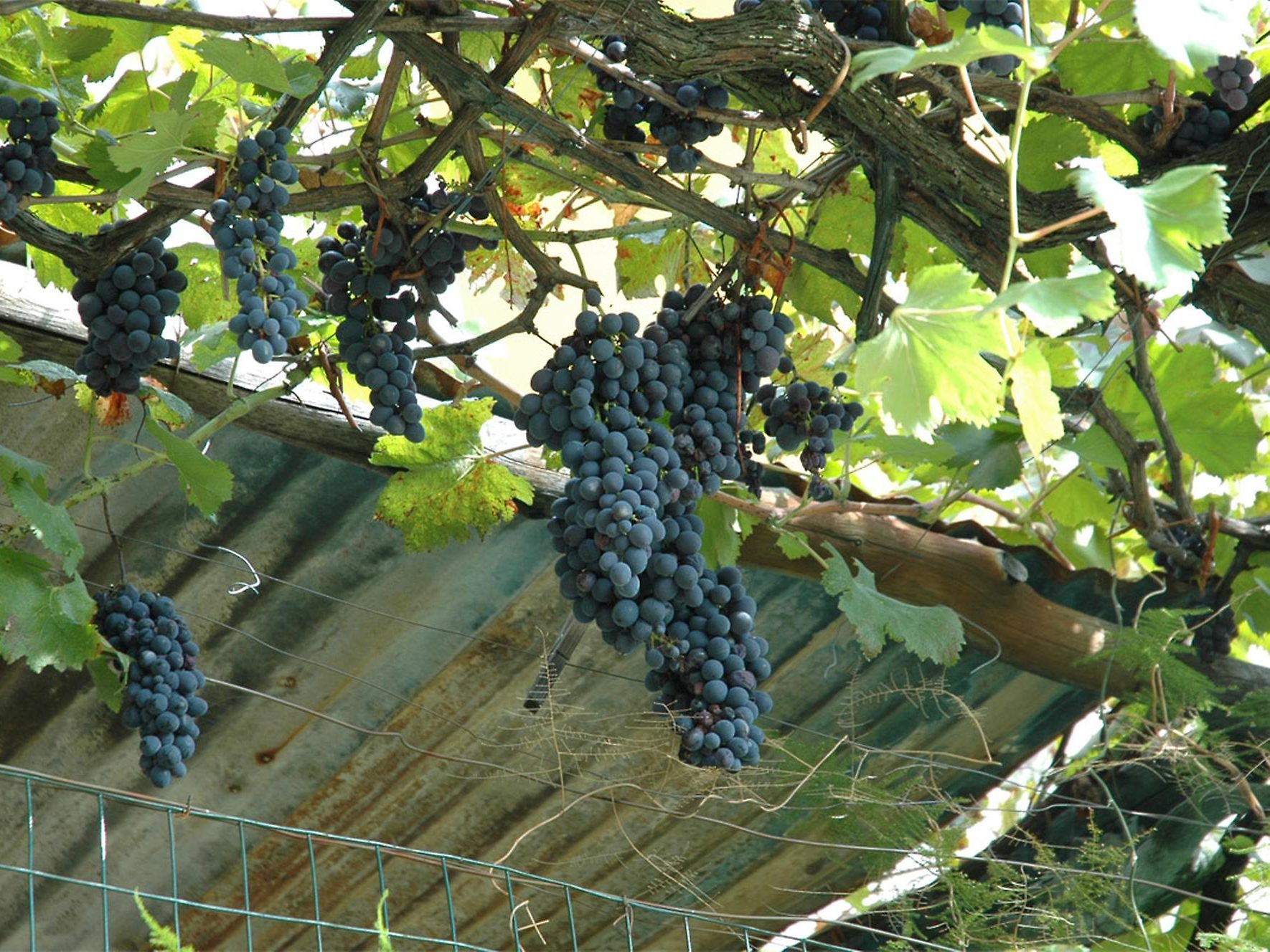 Die Winterschnittmaßnahmen haben entscheidenen Einfluss auf den Ertrag Die Winterschnittmaßnahmen haben entscheidenen Einfluss auf den Ertrag