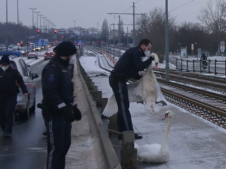 Die Schwäne blieben unverletzt.