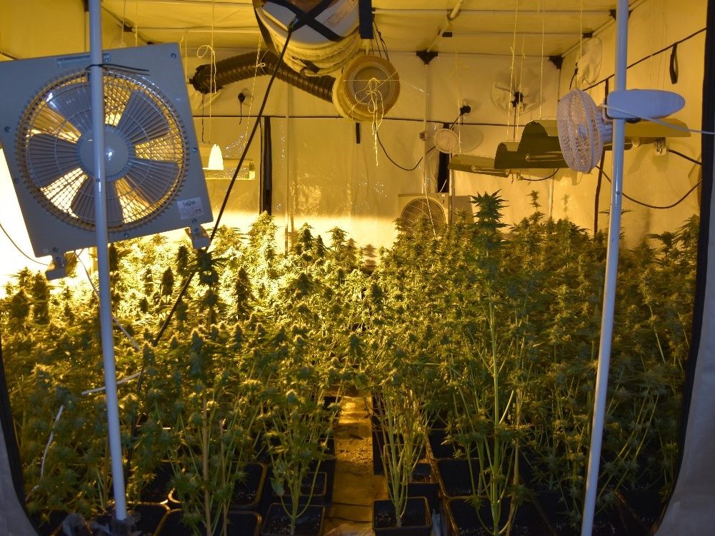 Eine professionell aufge- baute Cannabisaufzucht mit fünf Zelten, Entlüftung und Wärmelampen wurde sichergestellt.