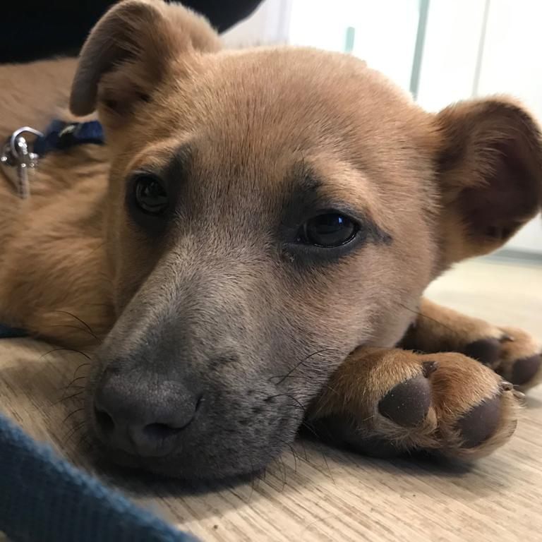 Dieser kleine Welpe wurde zum Kauf angeboten