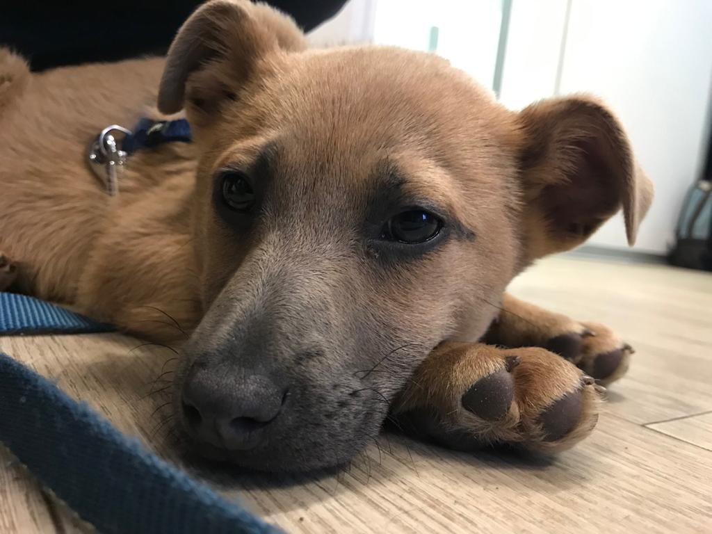 Dieser kleine Welpe wurde zum Kauf angeboten