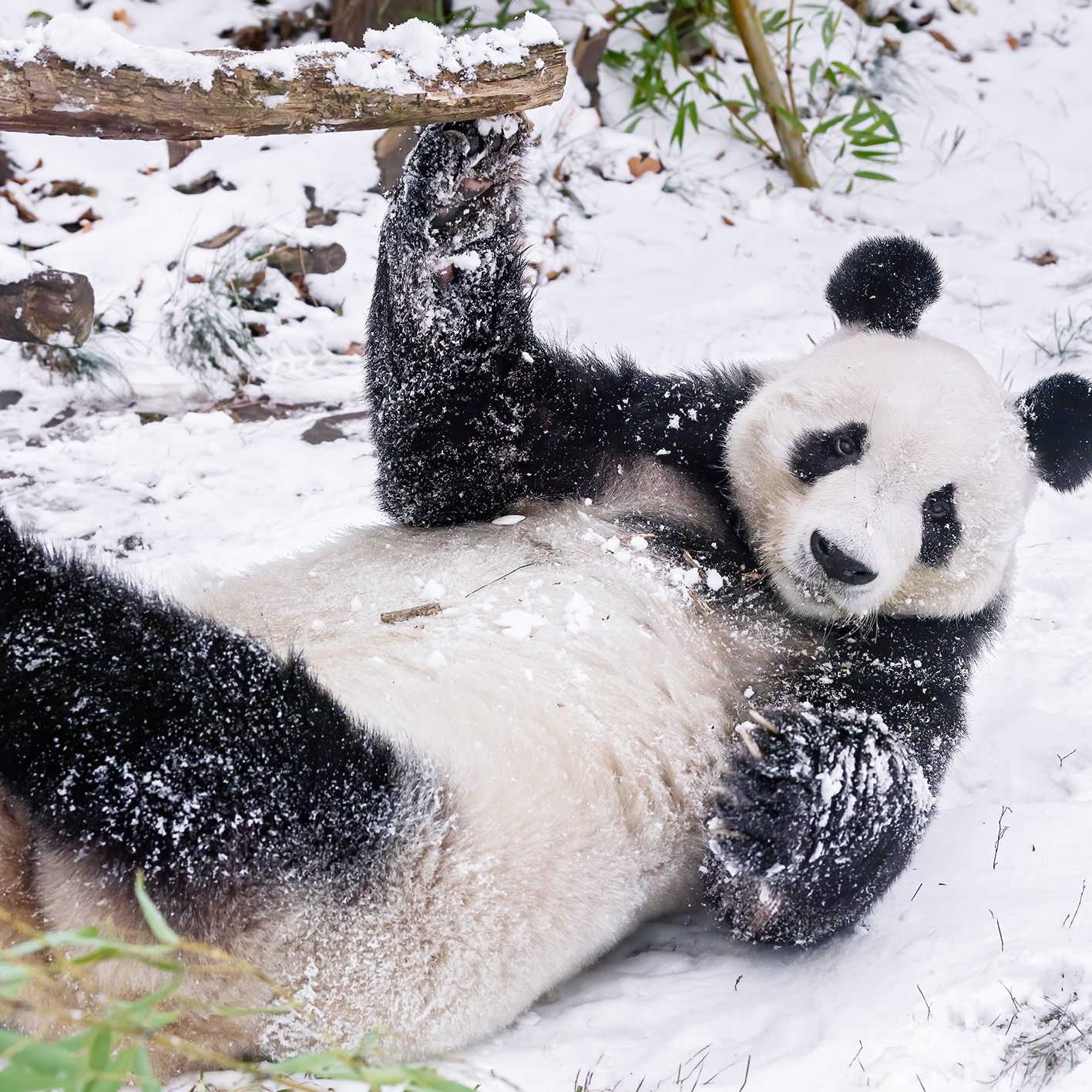 Sichtlich Freude am Schnee hat so mancher der Bewohner im Tiergarten Schönbrunn