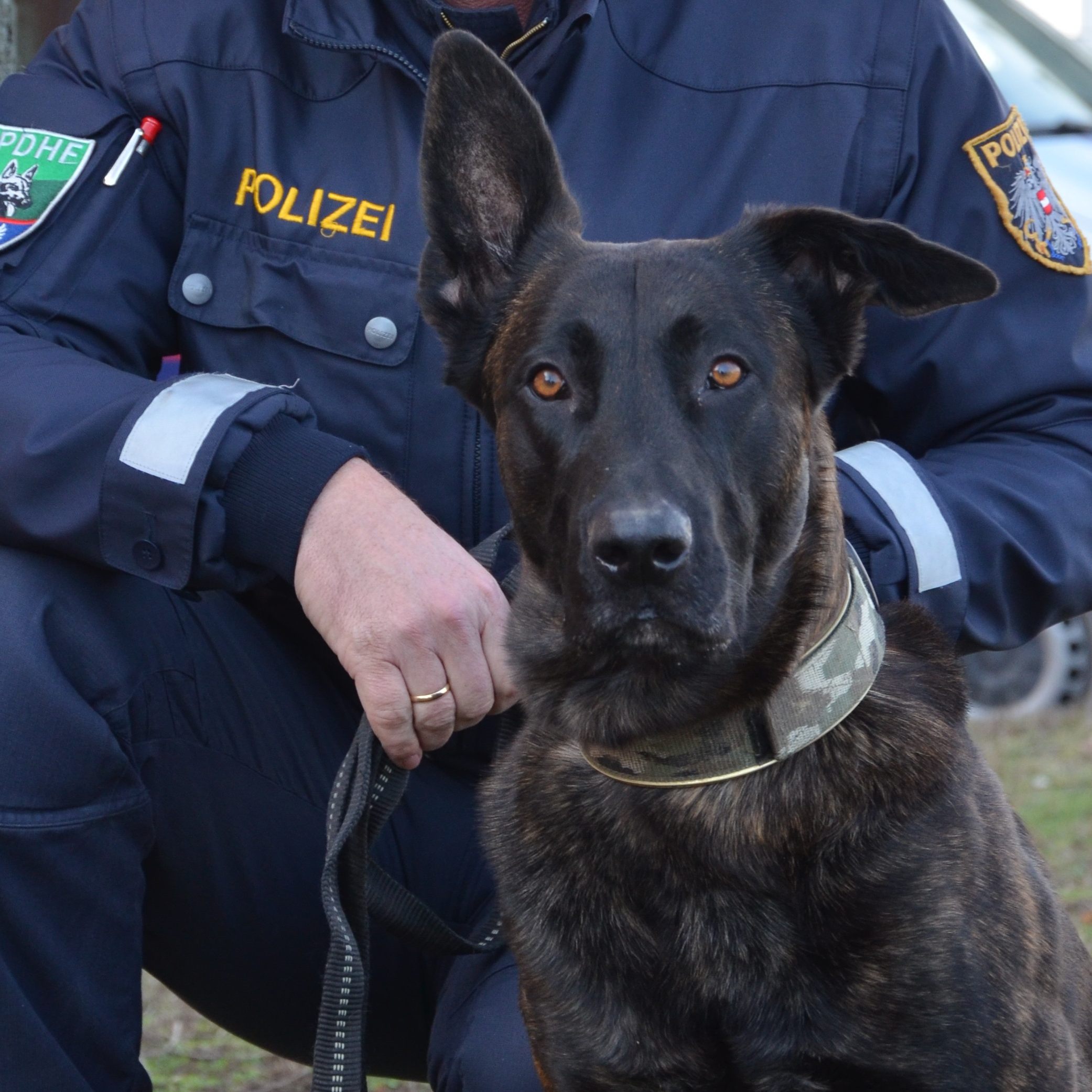 Polizeihund "Geronimo" ortete eine abgängige Frau in Bruck an der Leitha
