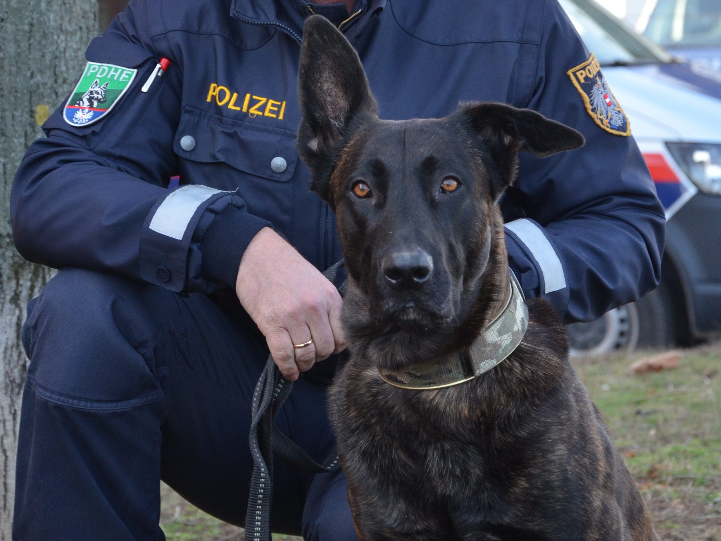 Polizeihund "Geronimo" ortete eine abgängige Frau in Bruck an der Leitha Polizeihund "Geronimo" ortete eine abgängige Frau in Bruck an der Leitha
