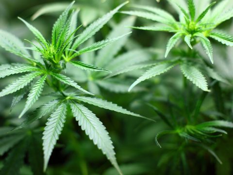 Cannabisplantage in leerstehendem Hotel auf Wiener Sophienalpe entdeckt. Cannabisplantage in leerstehendem Hotel auf Wiener Sophienalpe entdeckt.