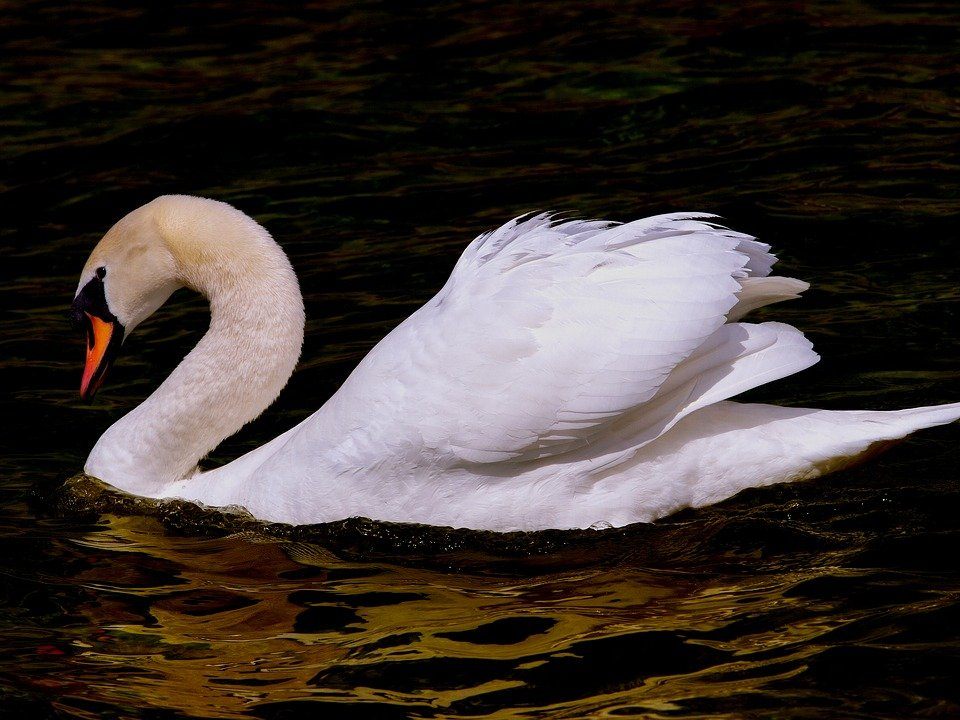Geflügelpest bei Schwan in Österreich entdeckt.