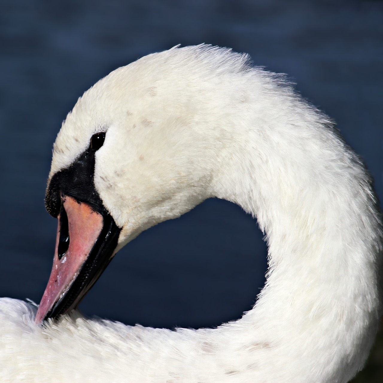 Die Feuerwehr befreite das Tier aus dem Eis.