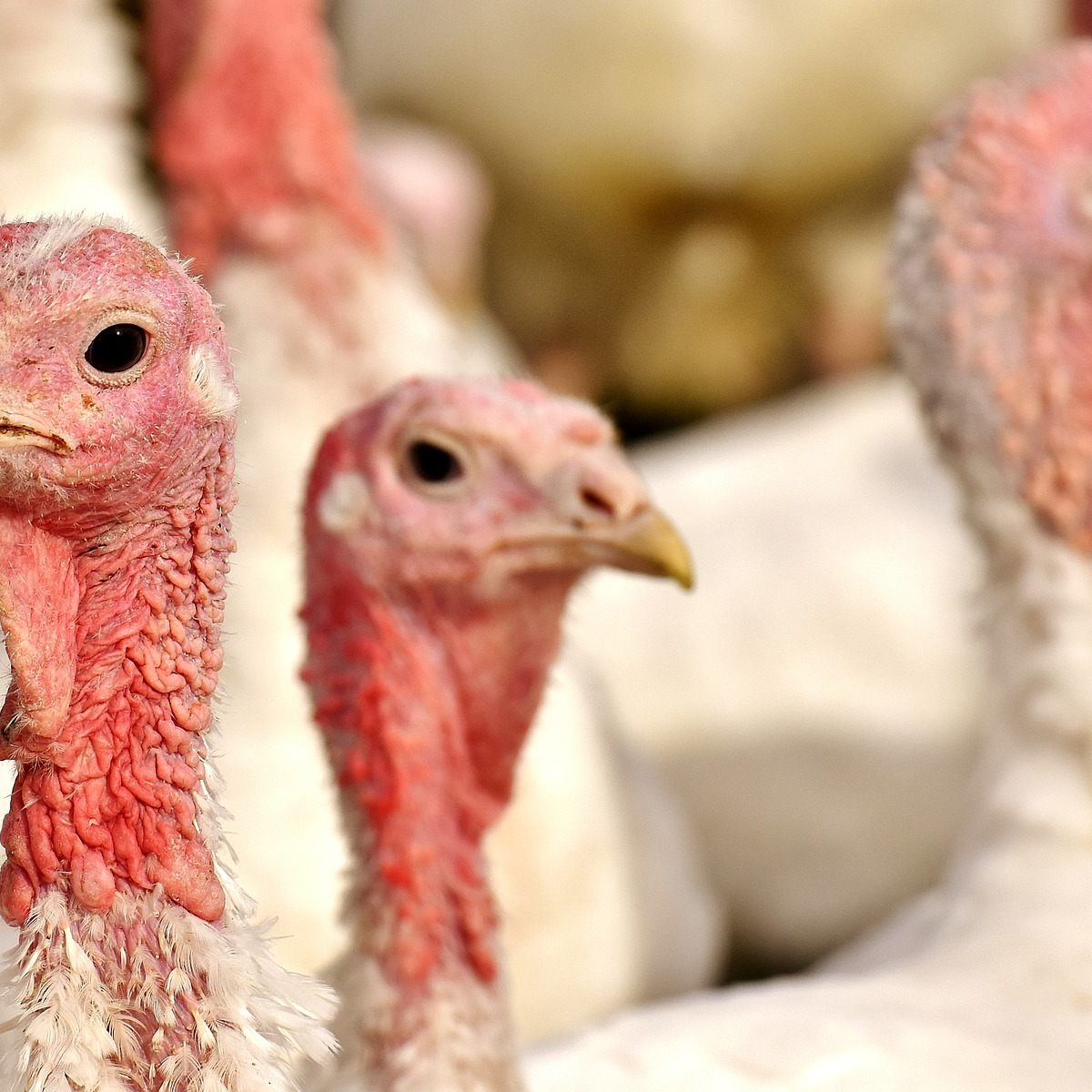 Die Haltungsbedingungen von Pute und Co. wurden unter Tierschutzaspekten näher untersucht