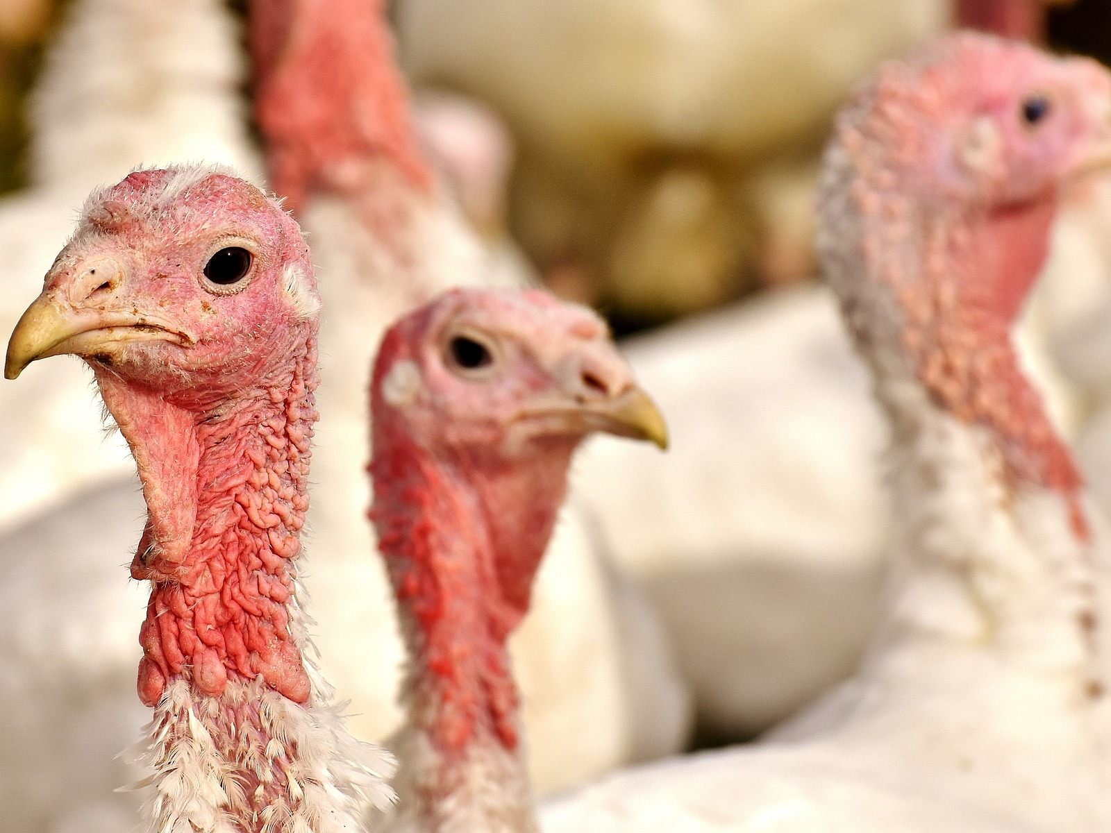 Die Haltungsbedingungen von Pute und Co. wurden unter Tierschutzaspekten näher untersucht Die Haltungsbedingungen von Pute und Co. wurden unter Tierschutzaspekten näher untersucht