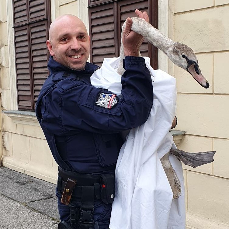 In der Krems an der Donau wurde ein Schwan gerettet.