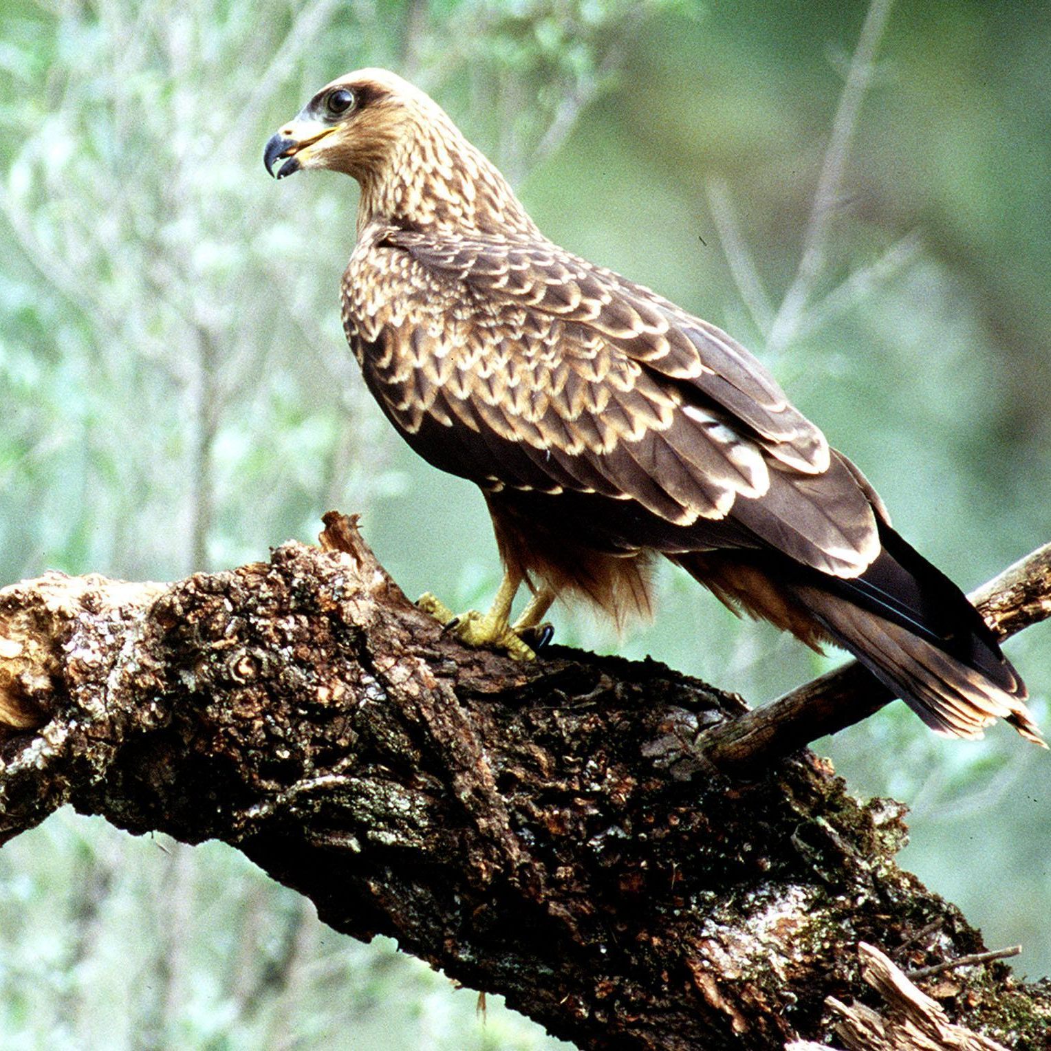 Der WWF hat zum internationalen Artenschutztag ein Rettungspaket für bedrohte Arten vorgelegt.