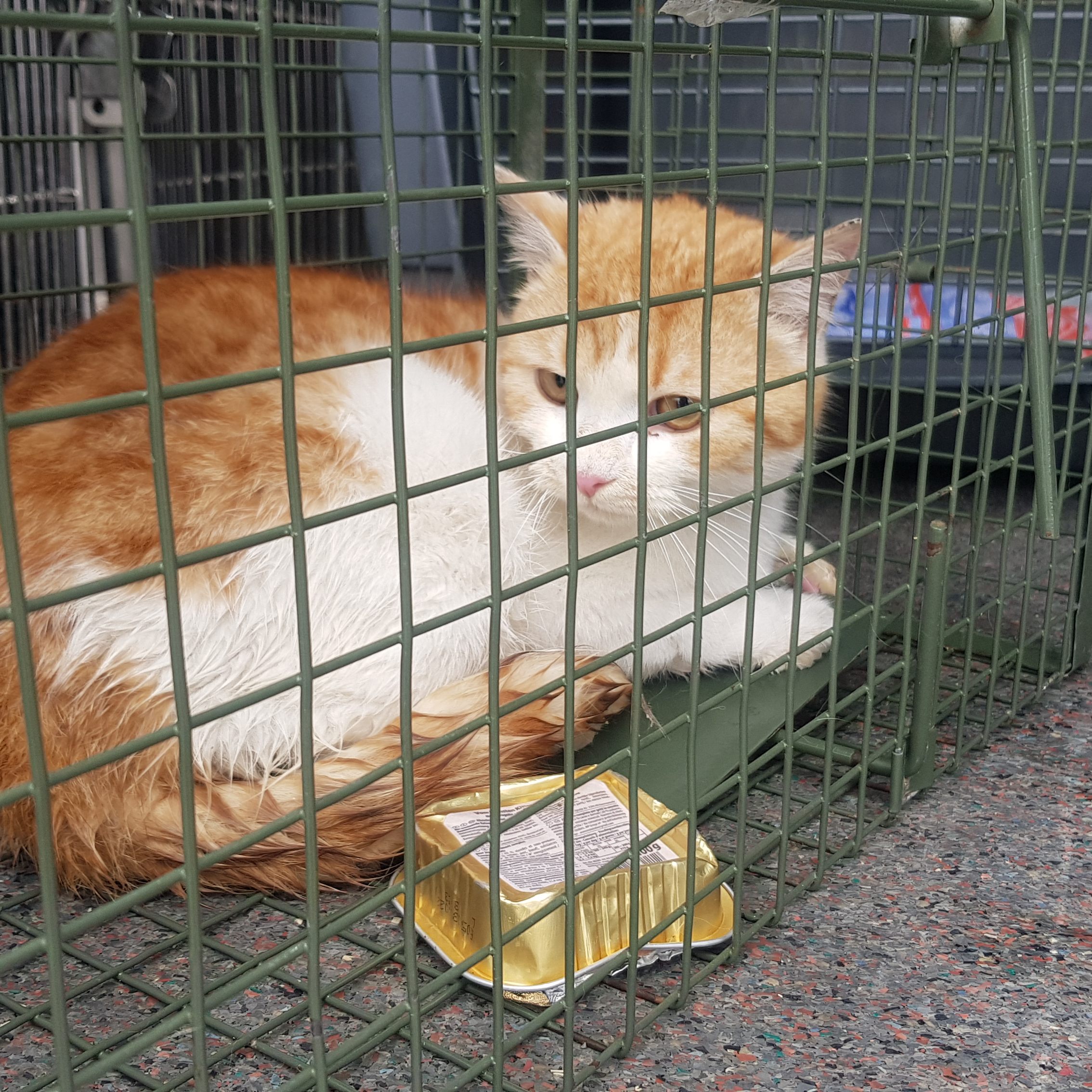 Der kleine Kater war im 23. Stock einer Hochhaus-Baustelle in Wien unterwegs.