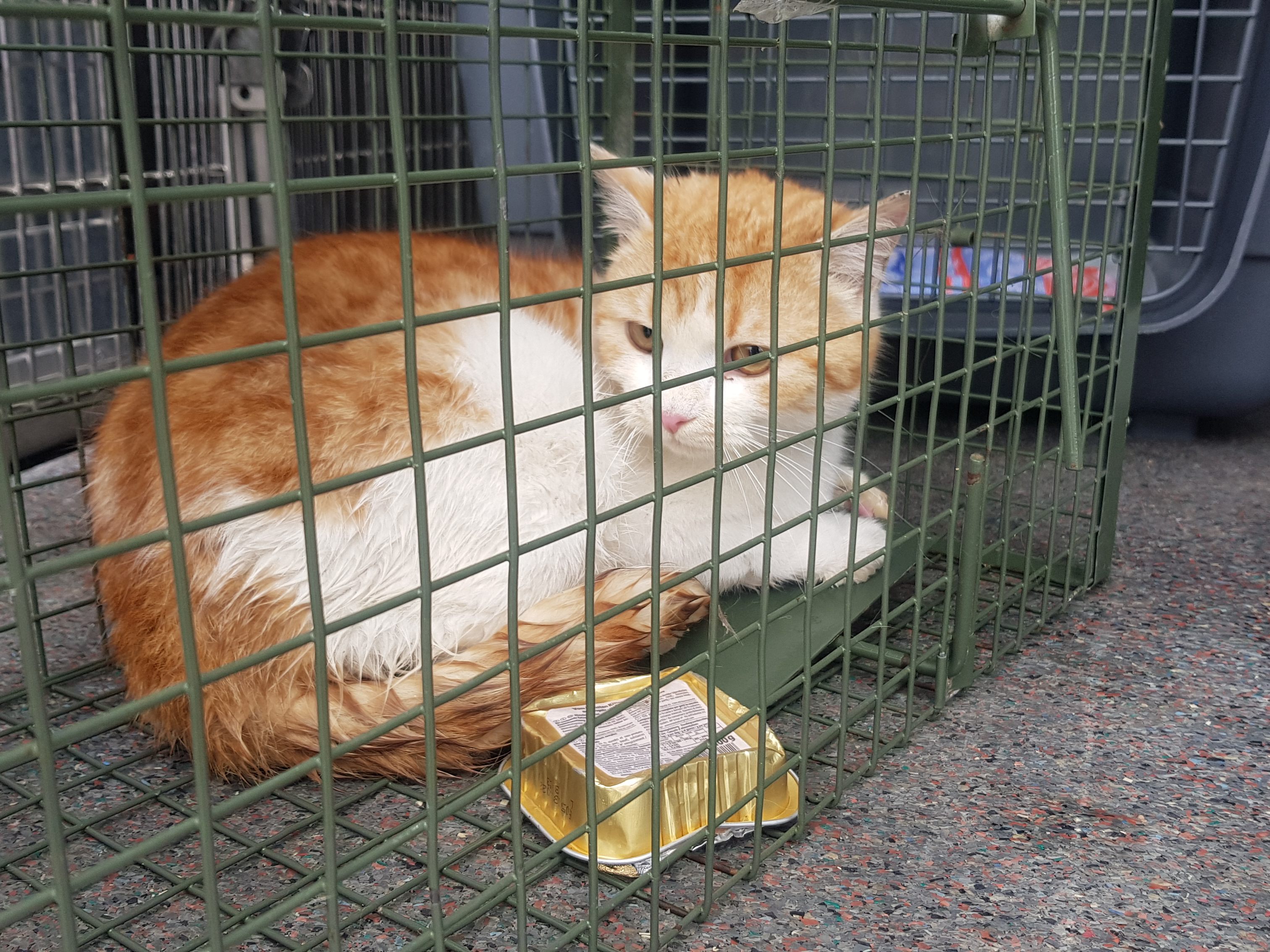 Der kleine Kater war im 23. Stock einer Hochhaus-Baustelle in Wien unterwegs. Der kleine Kater war im 23. Stock einer Hochhaus-Baustelle in Wien unterwegs.