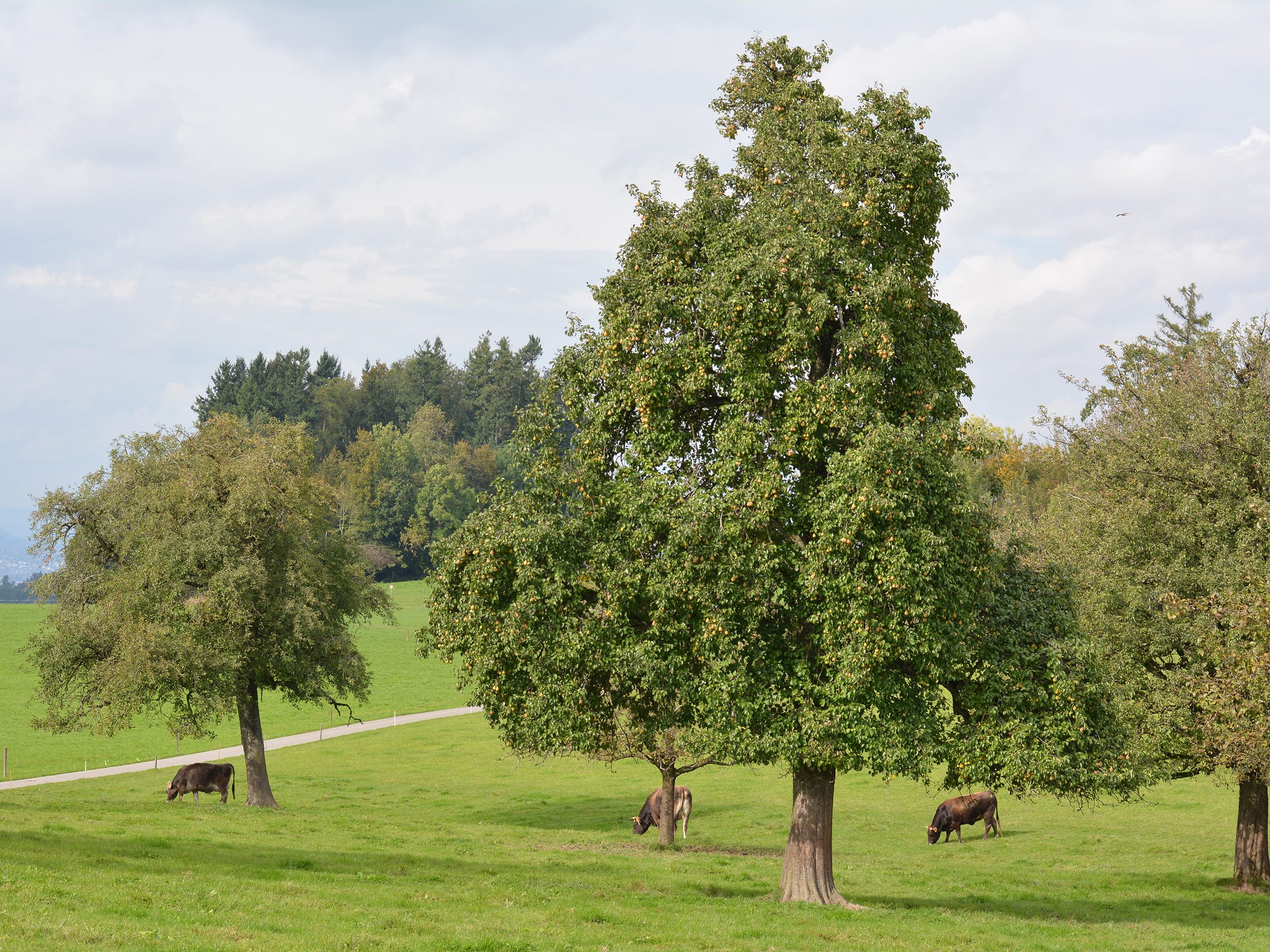 In Dornbirn werden in Zukunft wieder vermehrt Hochstammbäume zu sehen sein.