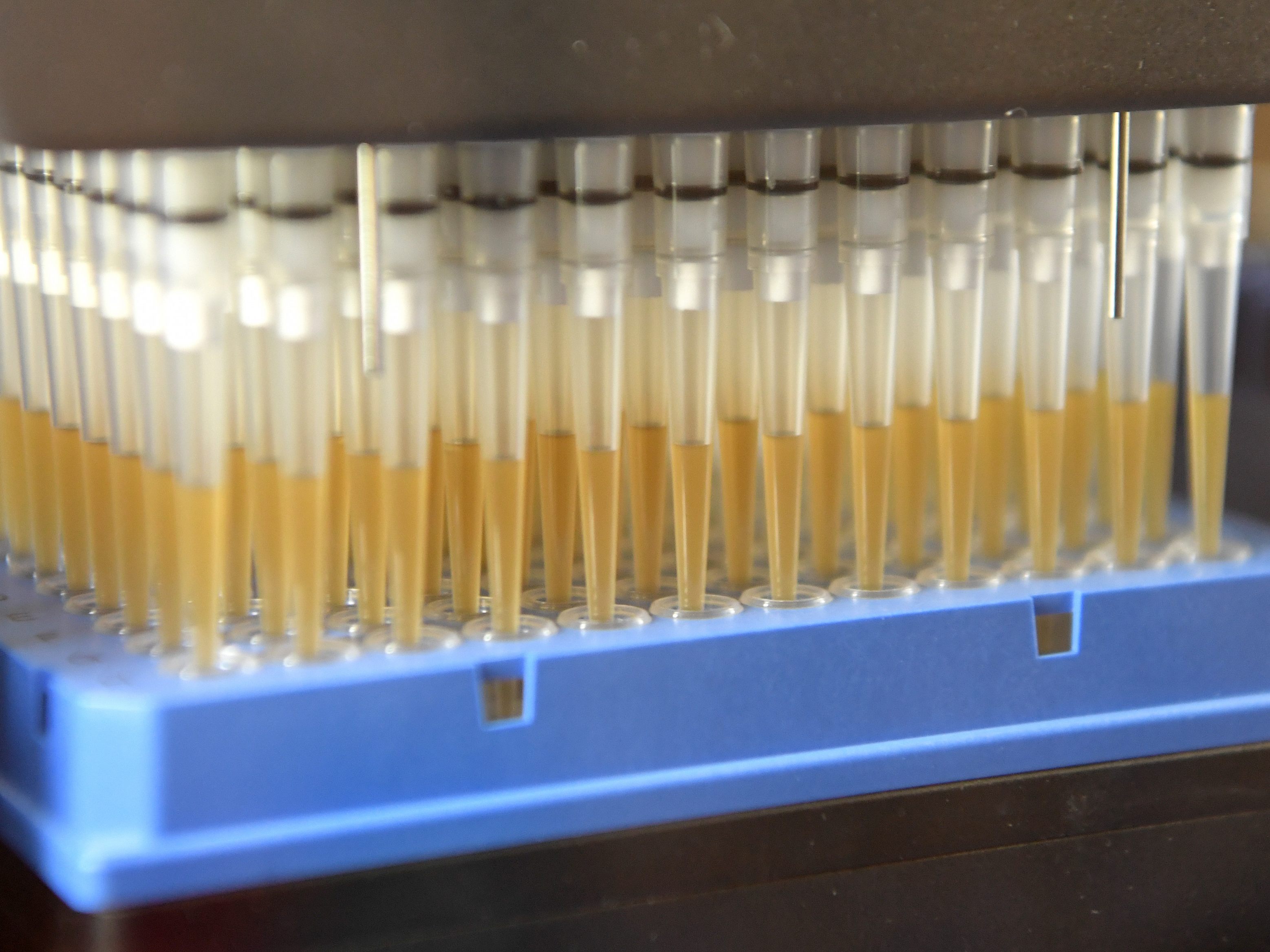 In Niederösterreich wurden am Dienstag 667 Coronavirus-Neuinfektionen gemeldet. In Niederösterreich wurden am Dienstag 667 Coronavirus-Neuinfektionen gemeldet.