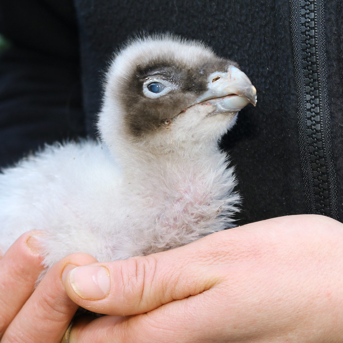 Das kleine Küken wurde von den Bartgeiern im Wiener Tiergarten Schönbrunn adoptiert.